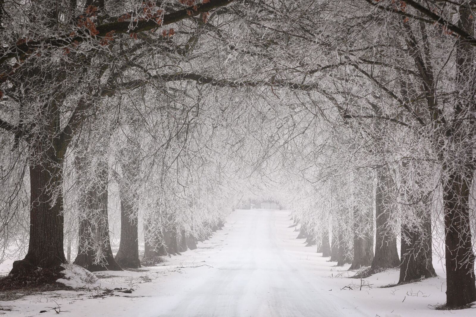Panasonic Lumix DMC-GX7 sample photo. Winter, snow, tree photography