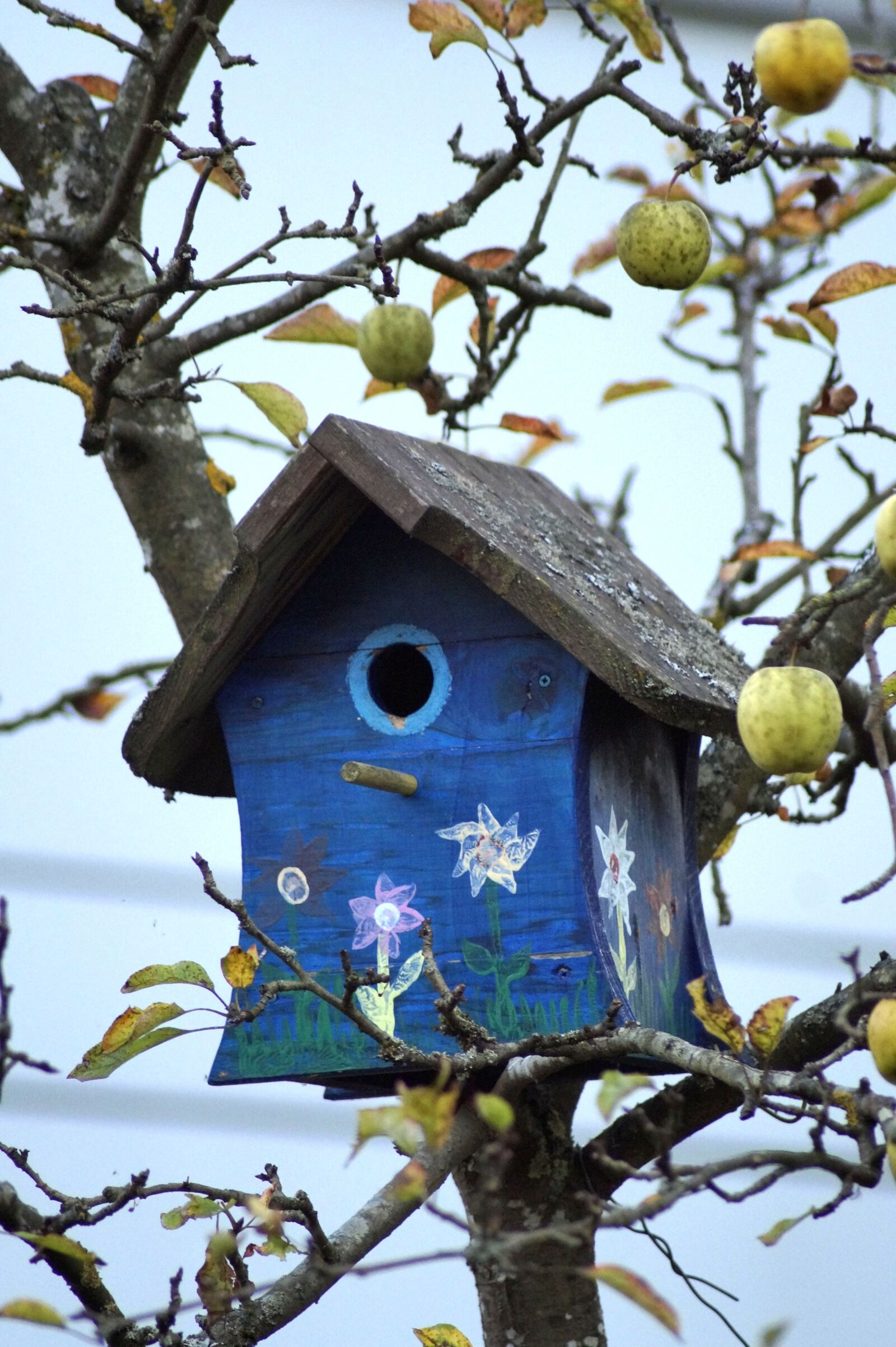 Sony SLT-A58 sample photo. Bird feeder, aviary, wood photography