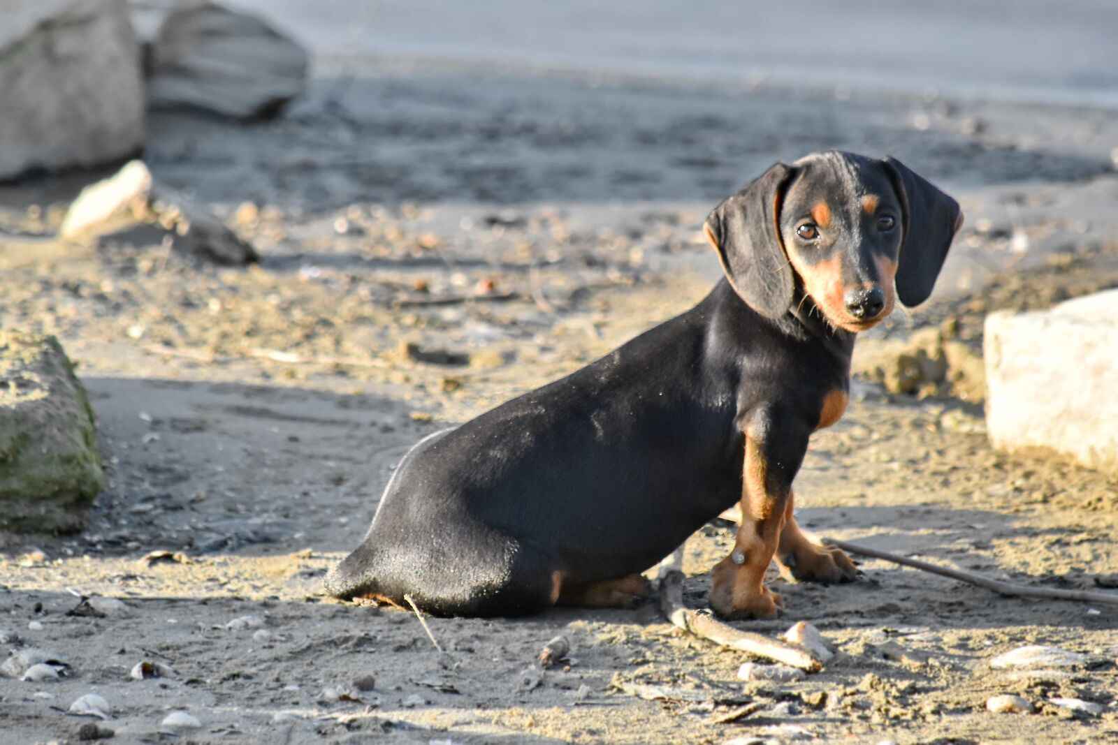 Nikon D5500 sample photo. Adorable, beach, funny, puppy photography
