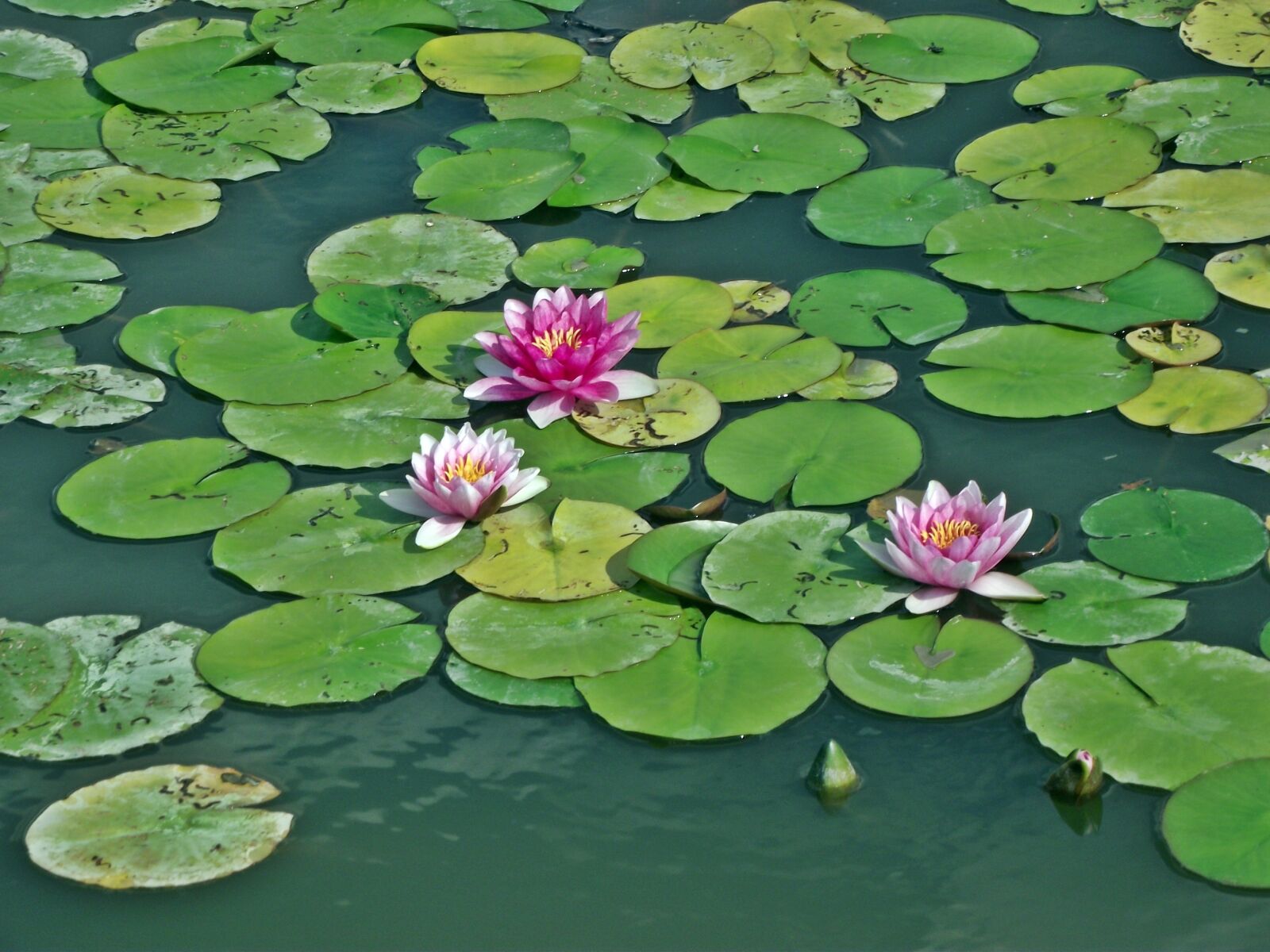 FujiFilm FinePix S1600 (FinePix S1770) sample photo. Water lilies, leaf, pond photography
