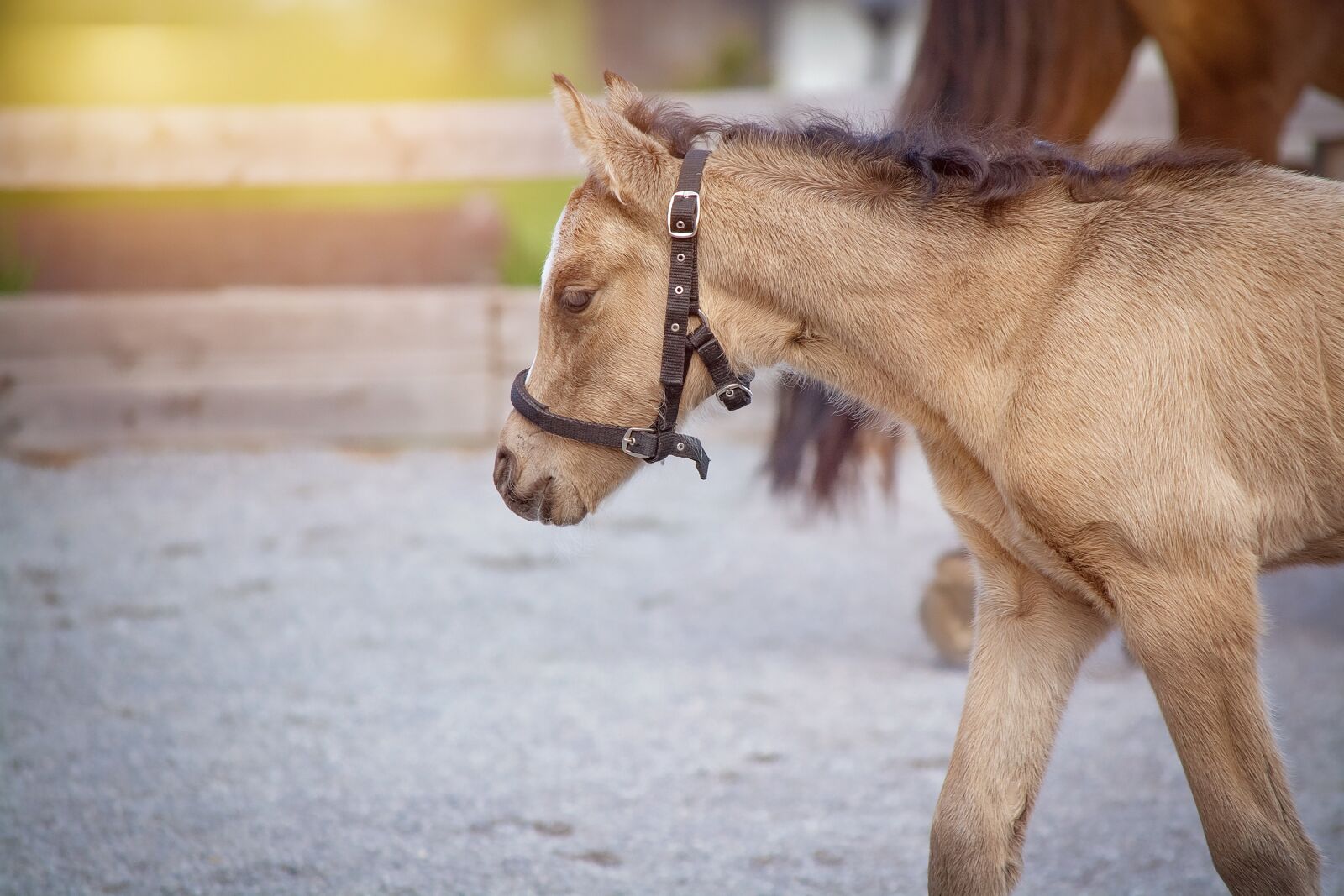 Nikon D7100 sample photo. Foal, young animal, mare photography
