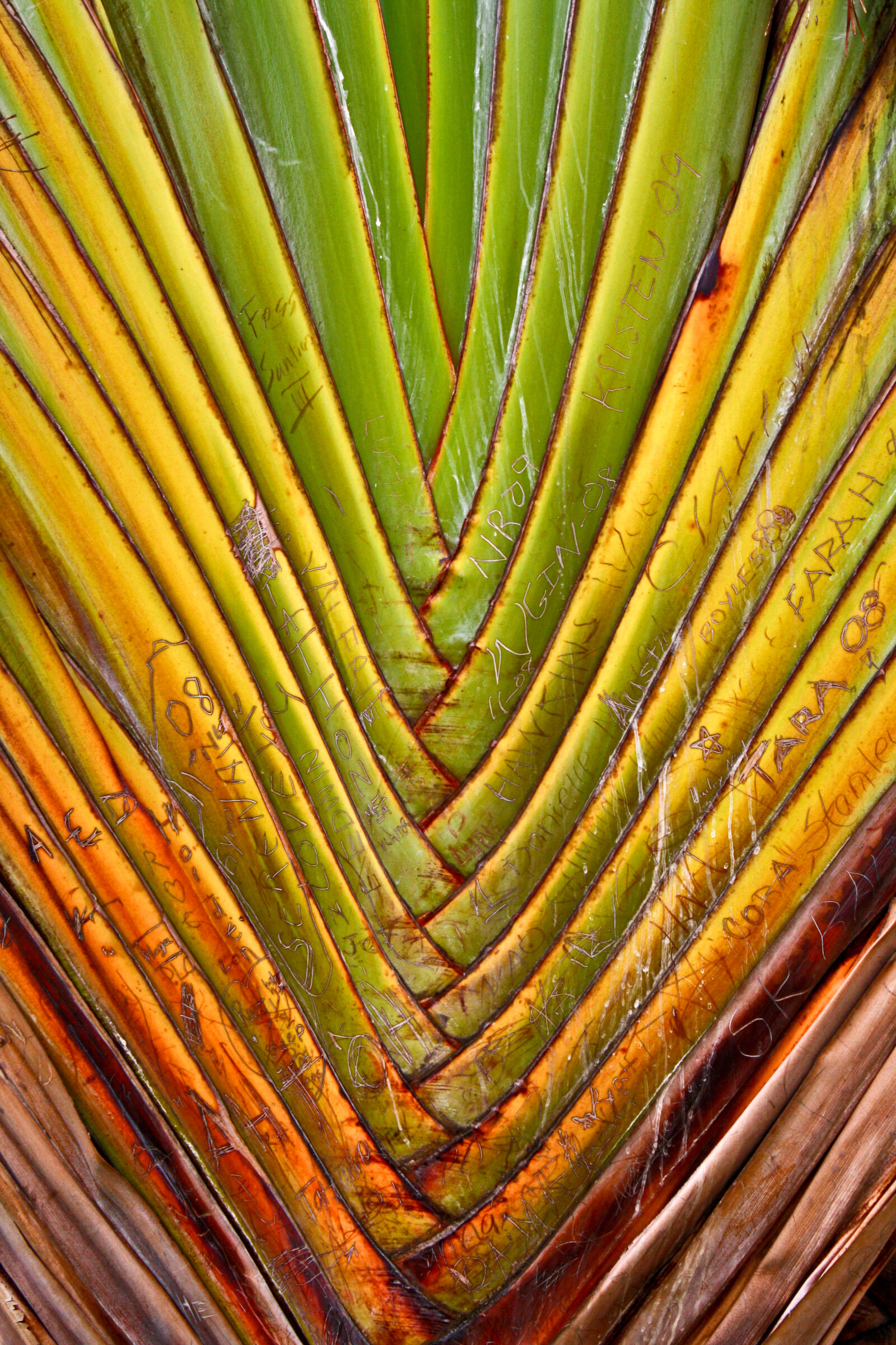 Canon EOS 1000D (EOS Digital Rebel XS / EOS Kiss F) sample photo. Colorful, engraving, hawaii, palm photography