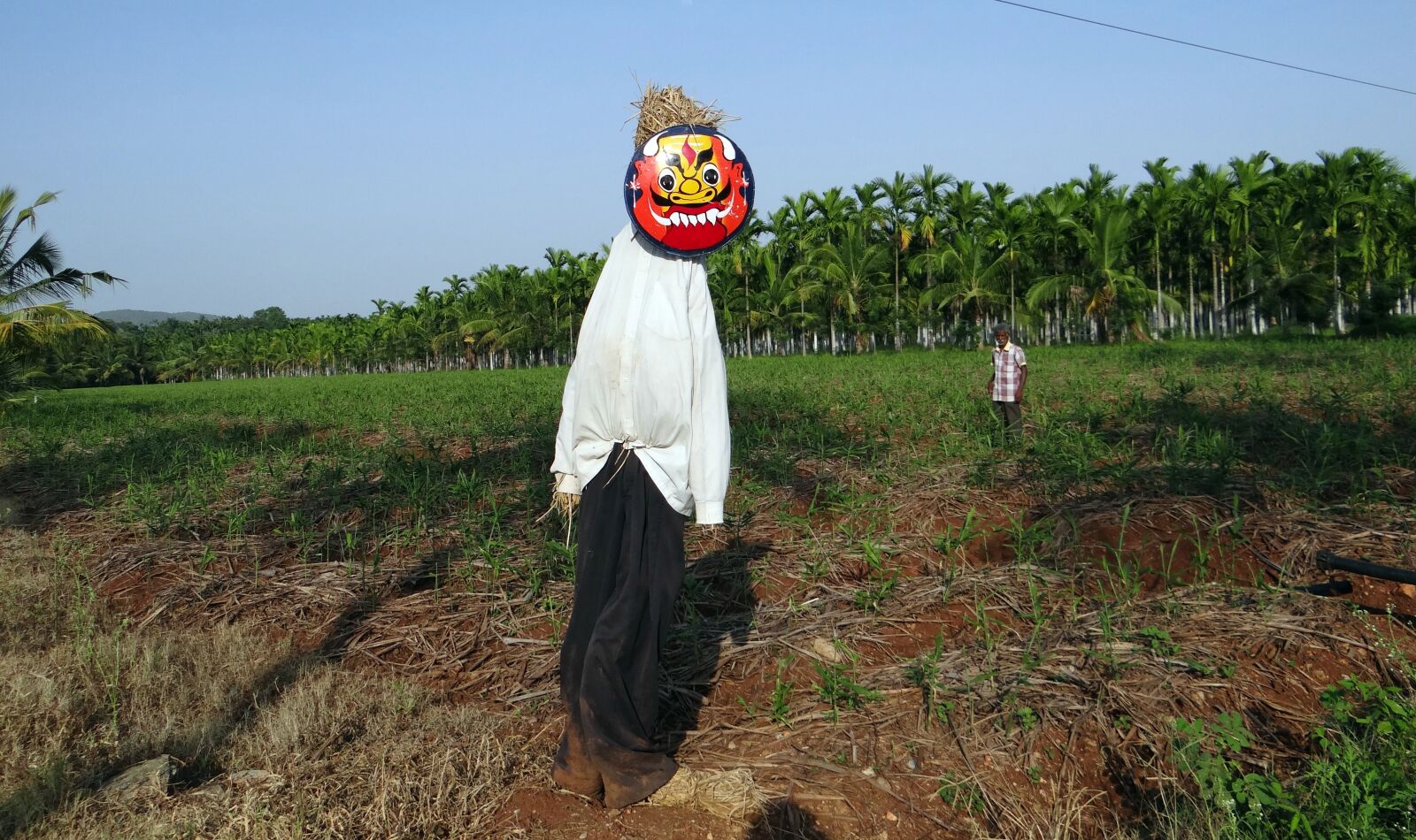 Sony DSC-HX200V sample photo. Scarecrow, plantation, areca nut photography
