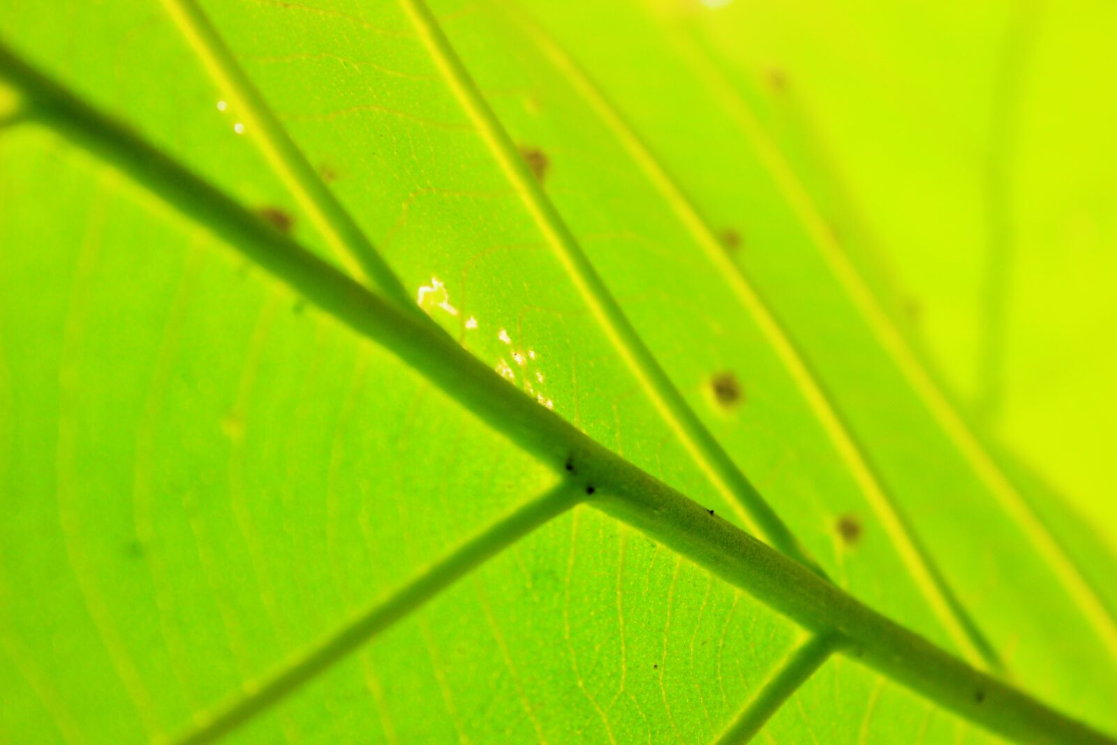 Canon EOS 600D (Rebel EOS T3i / EOS Kiss X5) sample photo. Evergreen photography