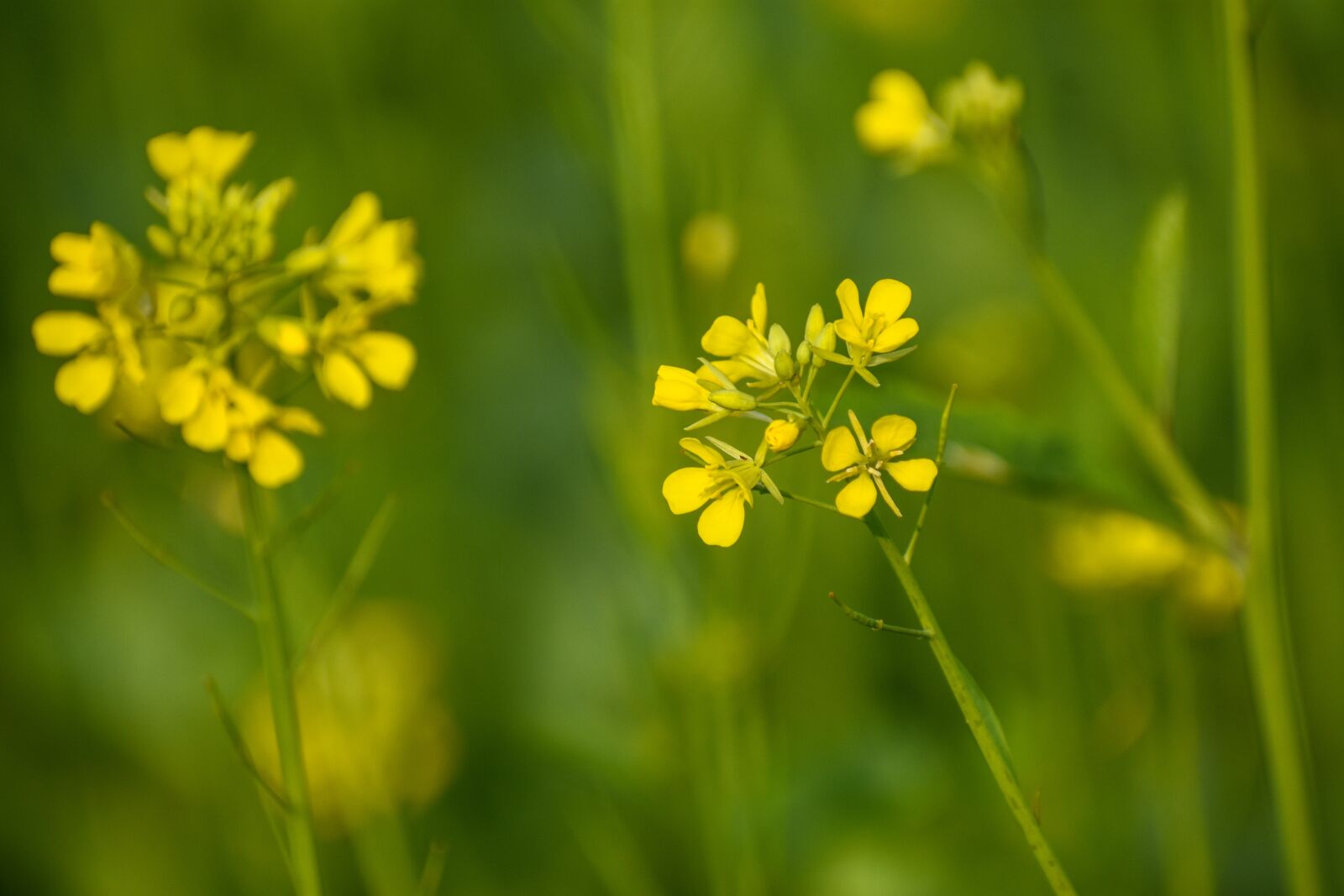 Nikon D3400 sample photo. Mustard flower, flower, jungle photography