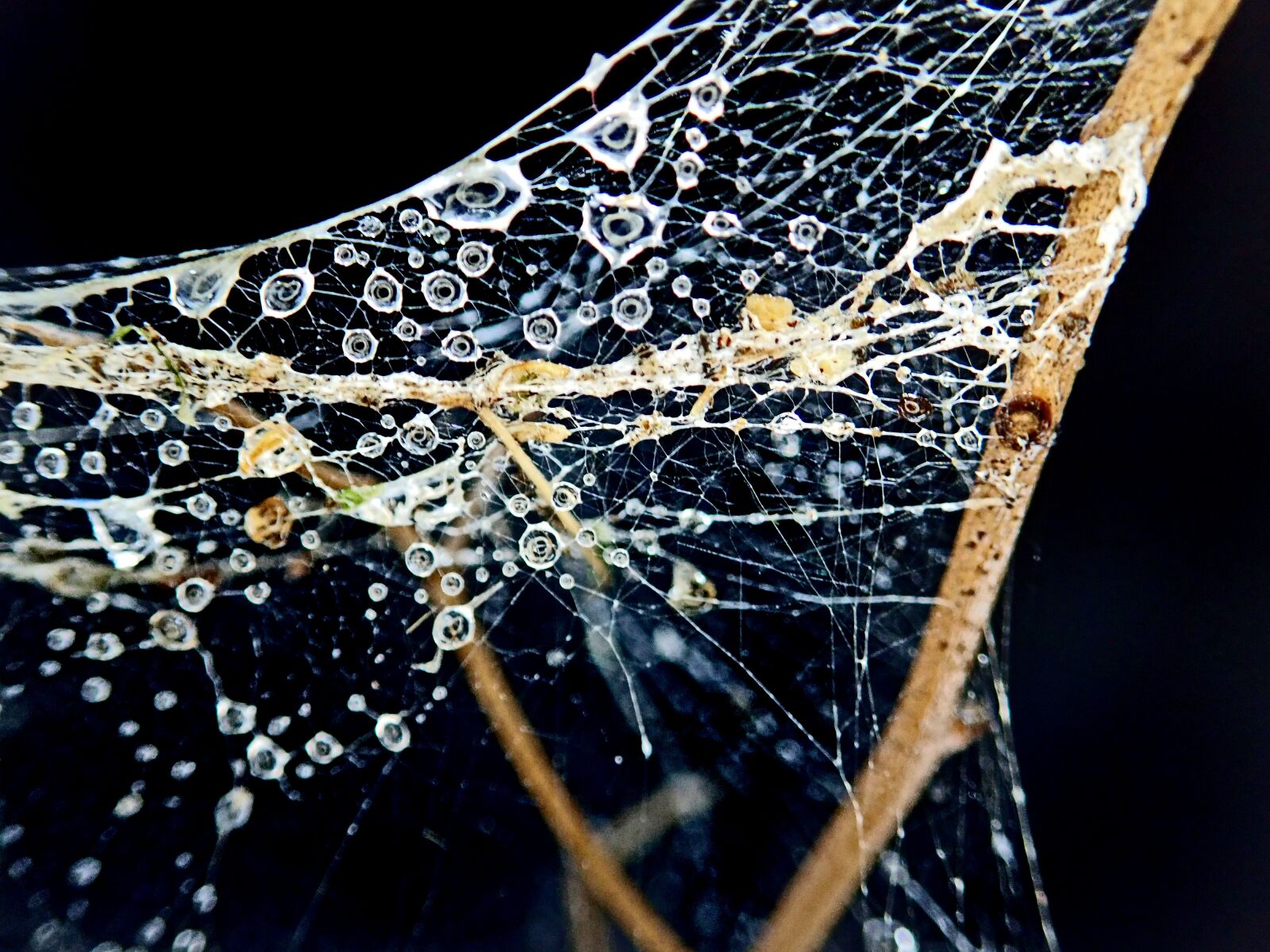 Olympus TG-5 sample photo. Cobweb, water drops, bubbles photography
