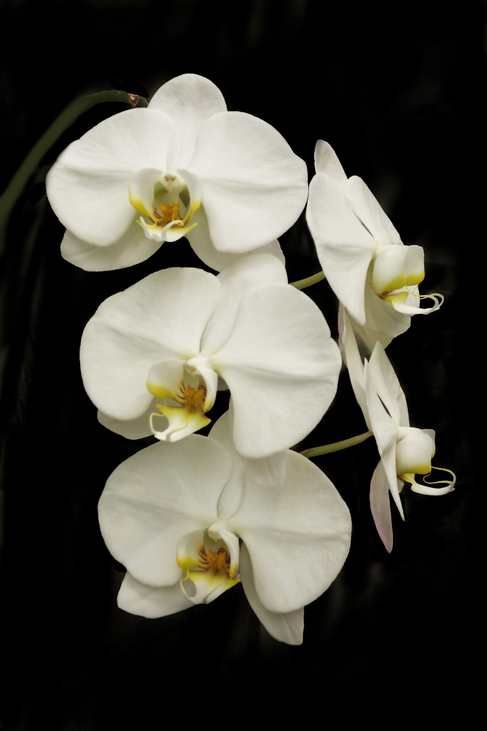 Hasselblad Stellar sample photo. Orchid, phalaenopsis, flower photography