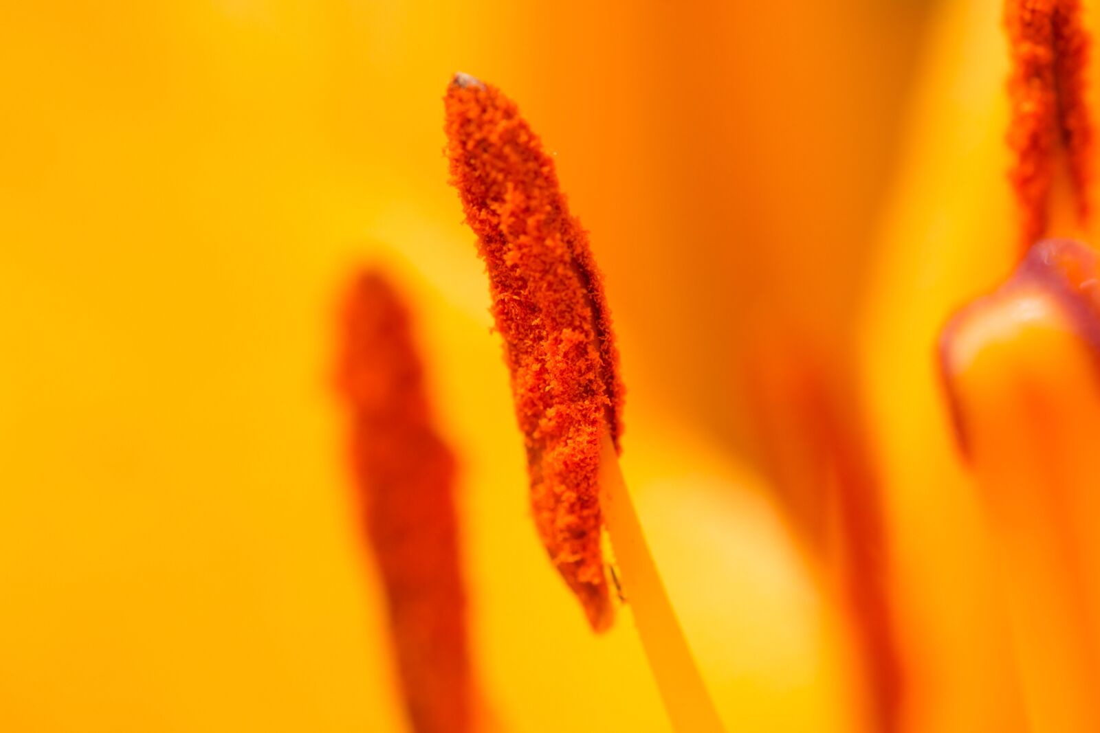 Nikon D3100 sample photo. Flower, nature, macro photography