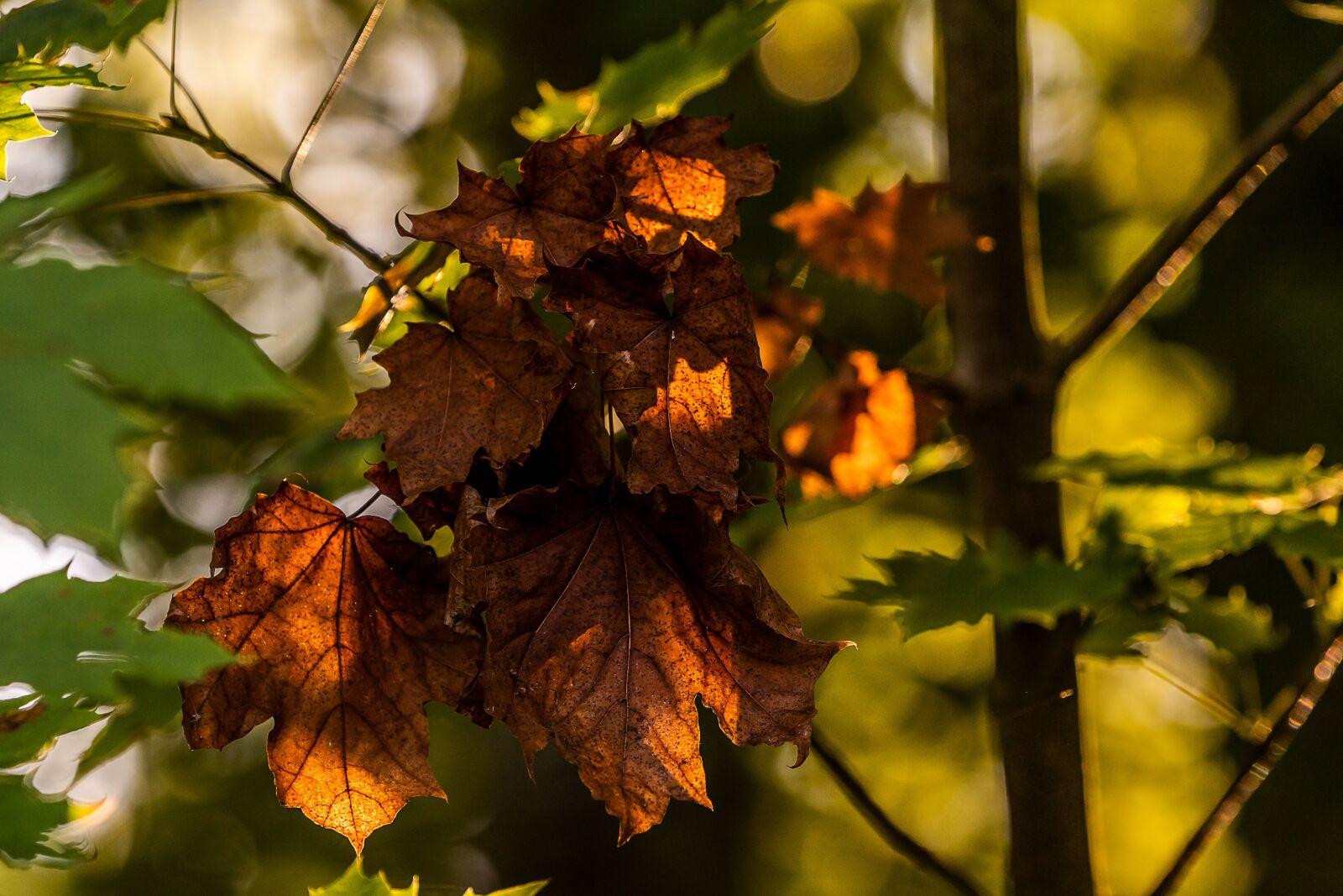 Sony a7 III + Sony FE 70-200mm F4 G OSS sample photo. Nature, leaf, autumn photography