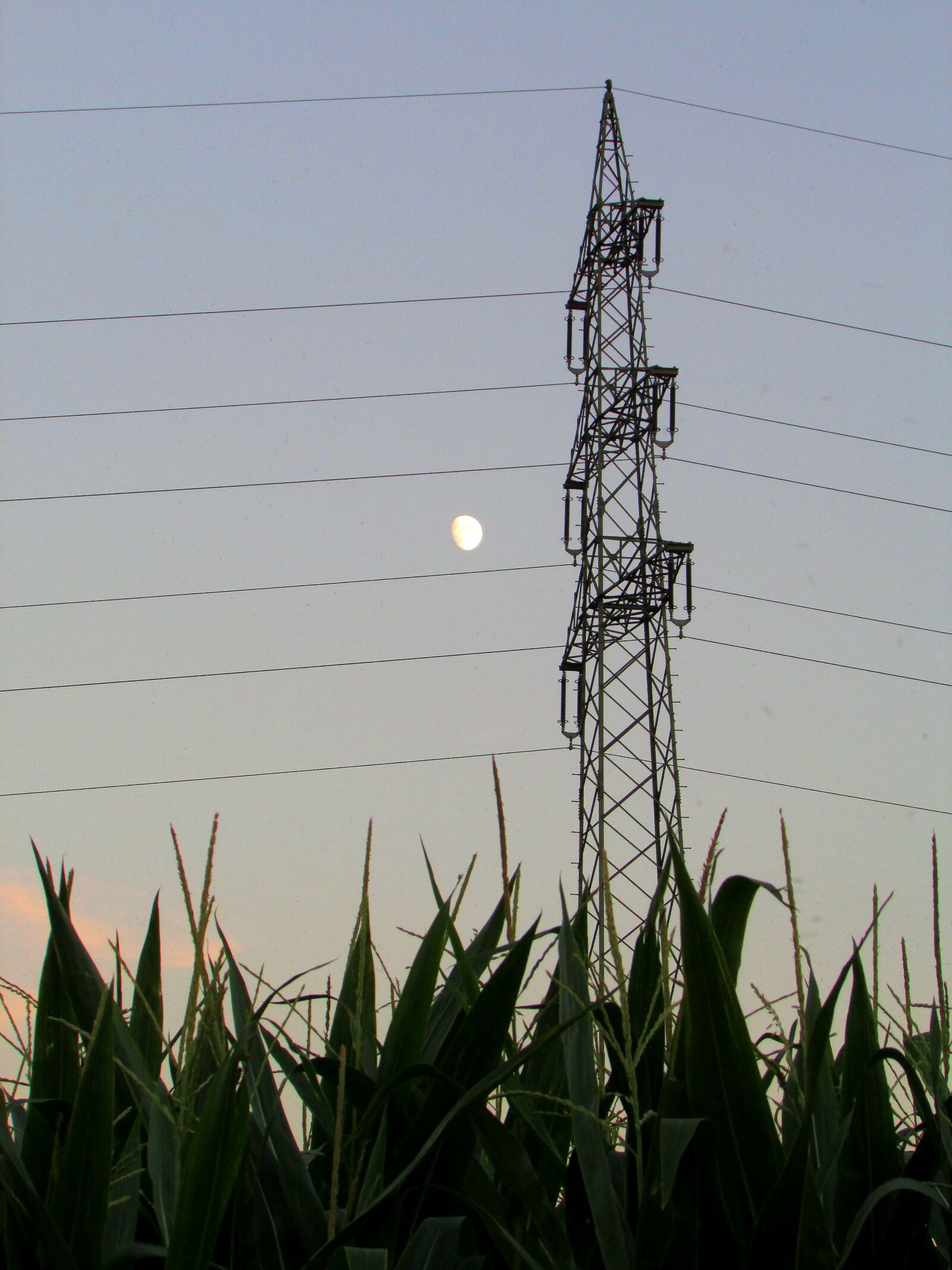 Canon PowerShot SX500 IS sample photo. Corn, cornfield, agriculture photography