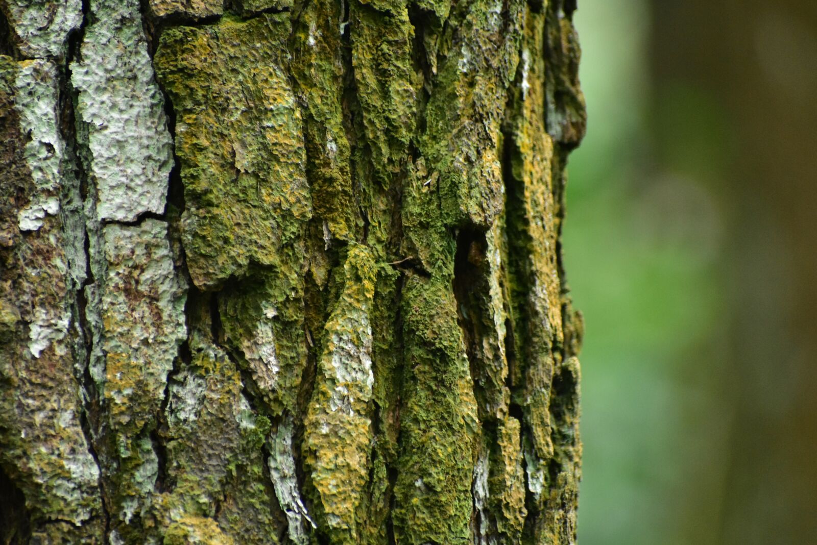 Nikon D3400 sample photo. Pine tree, bark, wood photography