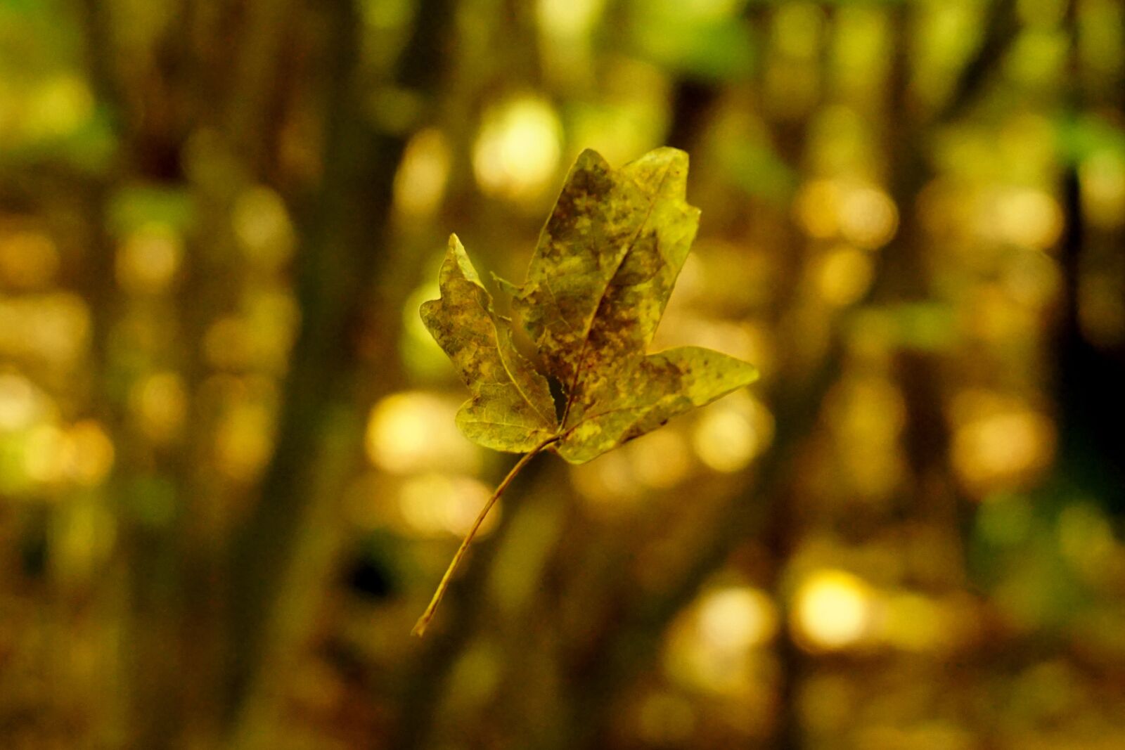 Sony E 16-50mm F3.5-5.6 PZ OSS sample photo. Leaf, floating, foliage leaf photography