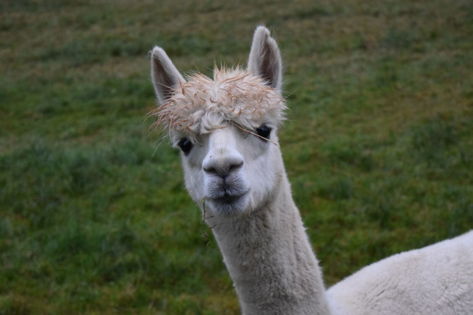 Nikon D3300 sample photo. Alpaca, white, furry photography