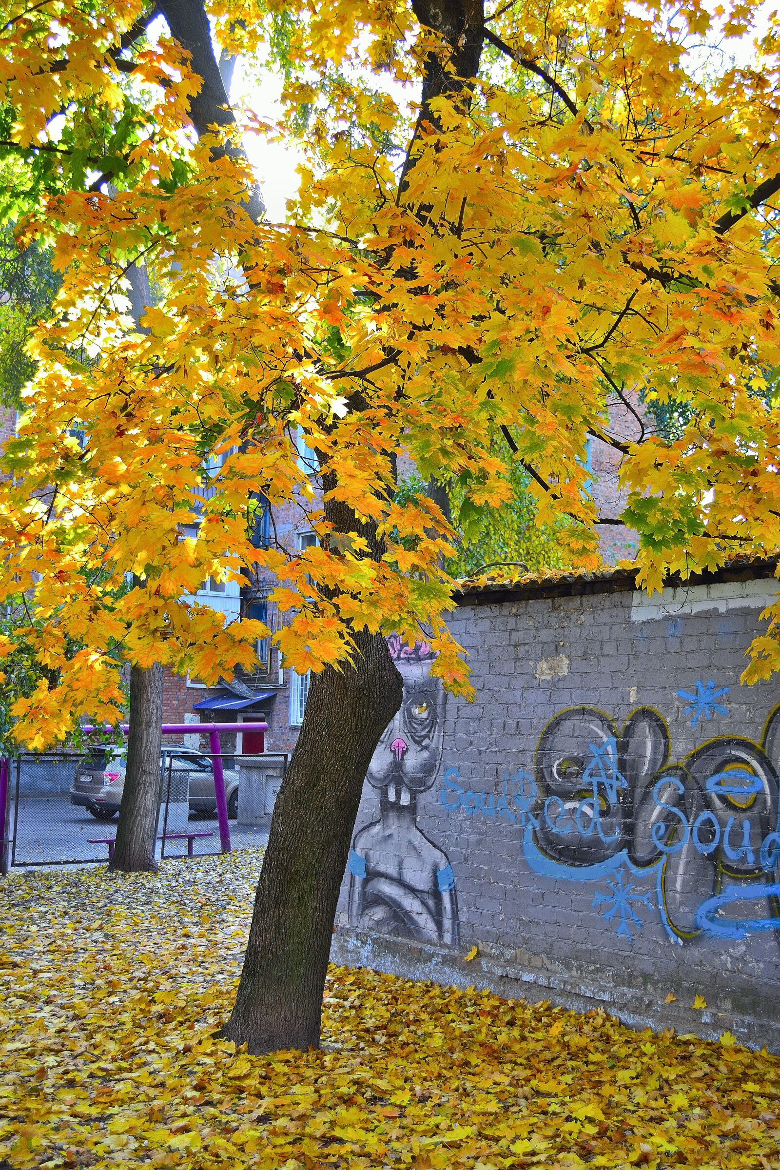 Nikon D3100 sample photo. Autumn, tree, nature photography