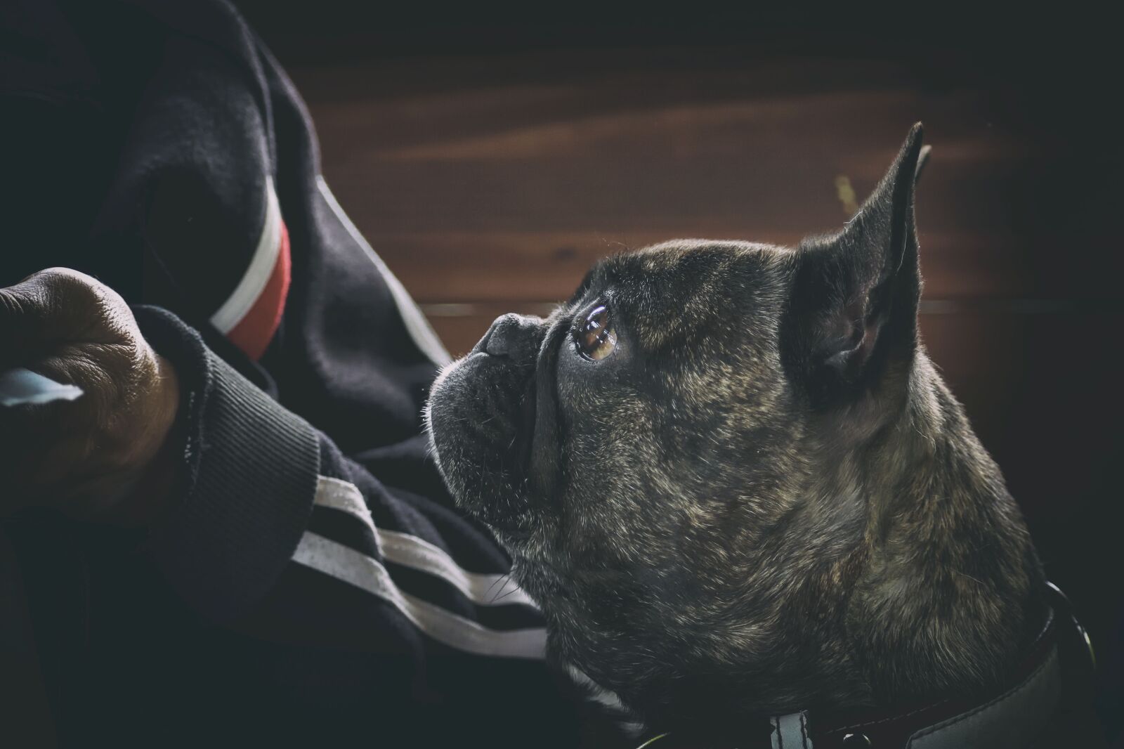 Nikon D7200 sample photo. Dog, bulldog, emotion photography