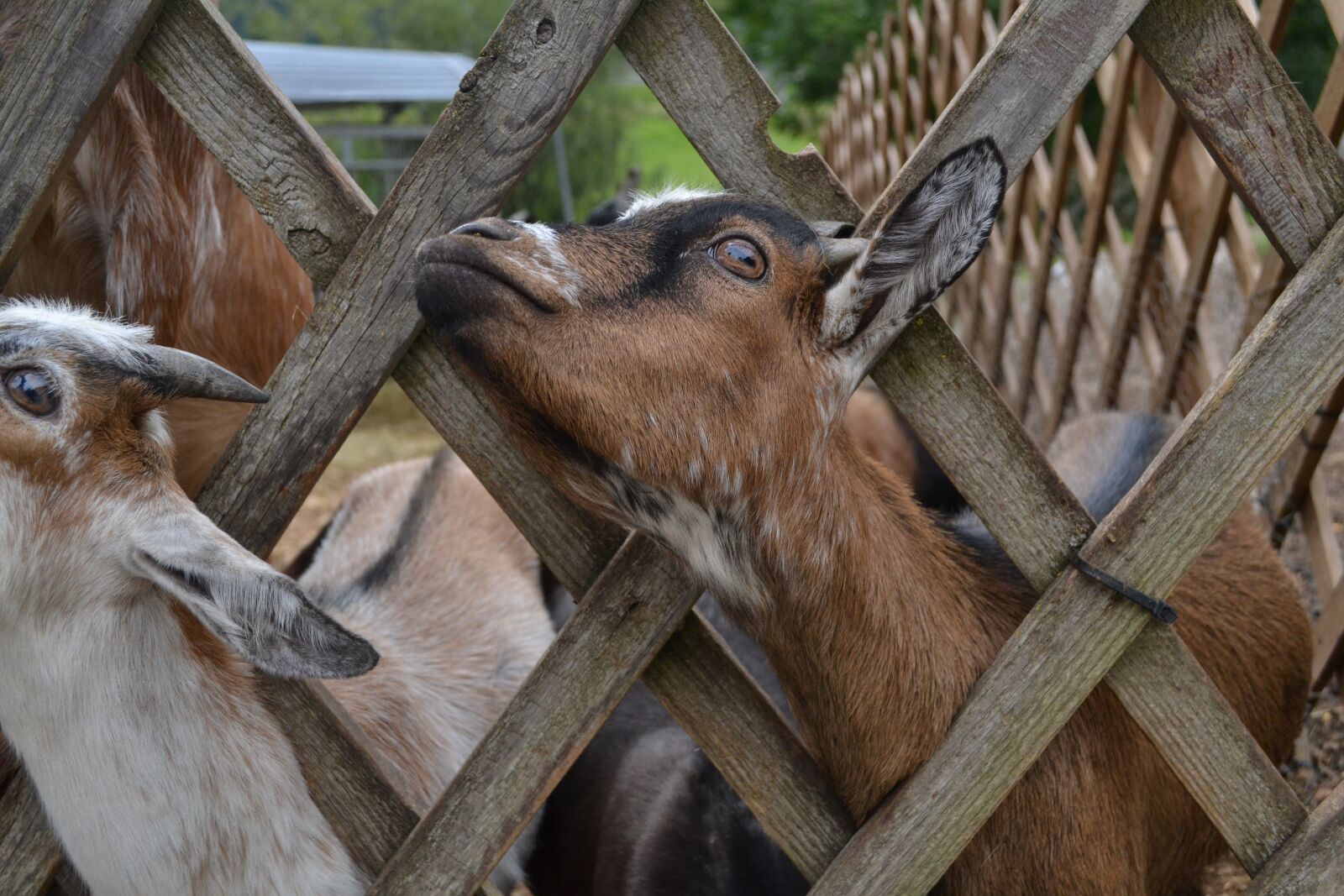 Nikon D3100 sample photo. Goat, farm, animals photography