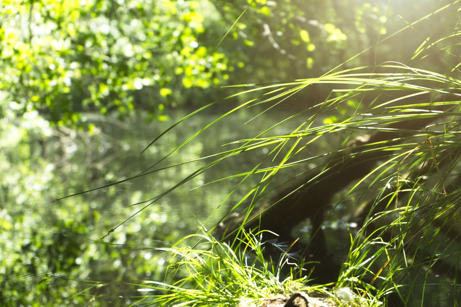 Sony FE 28-70mm F3.5-5.6 OSS sample photo. Water, nature, trees photography