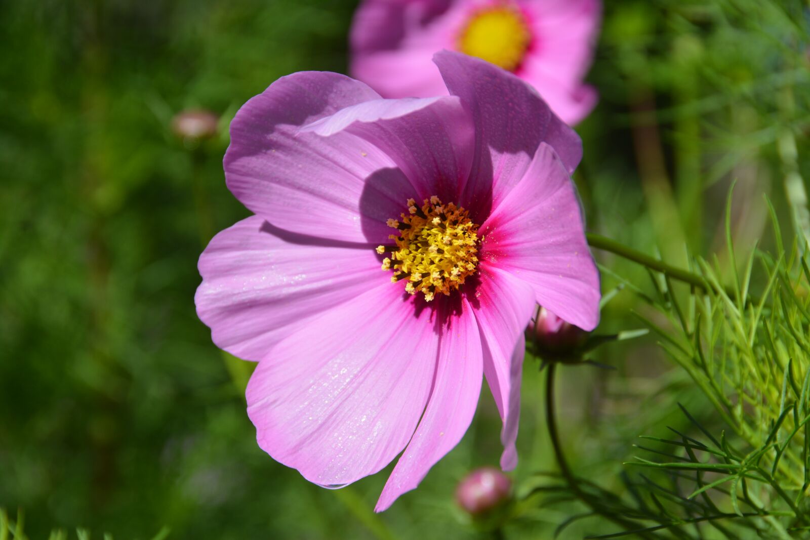 Nikon D7100 sample photo. Flower, pink, nature photography