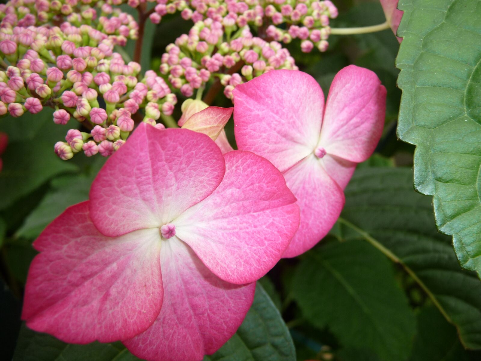 Panasonic Lumix DMC-TZ5 sample photo. Flower, close up, hydrangea photography