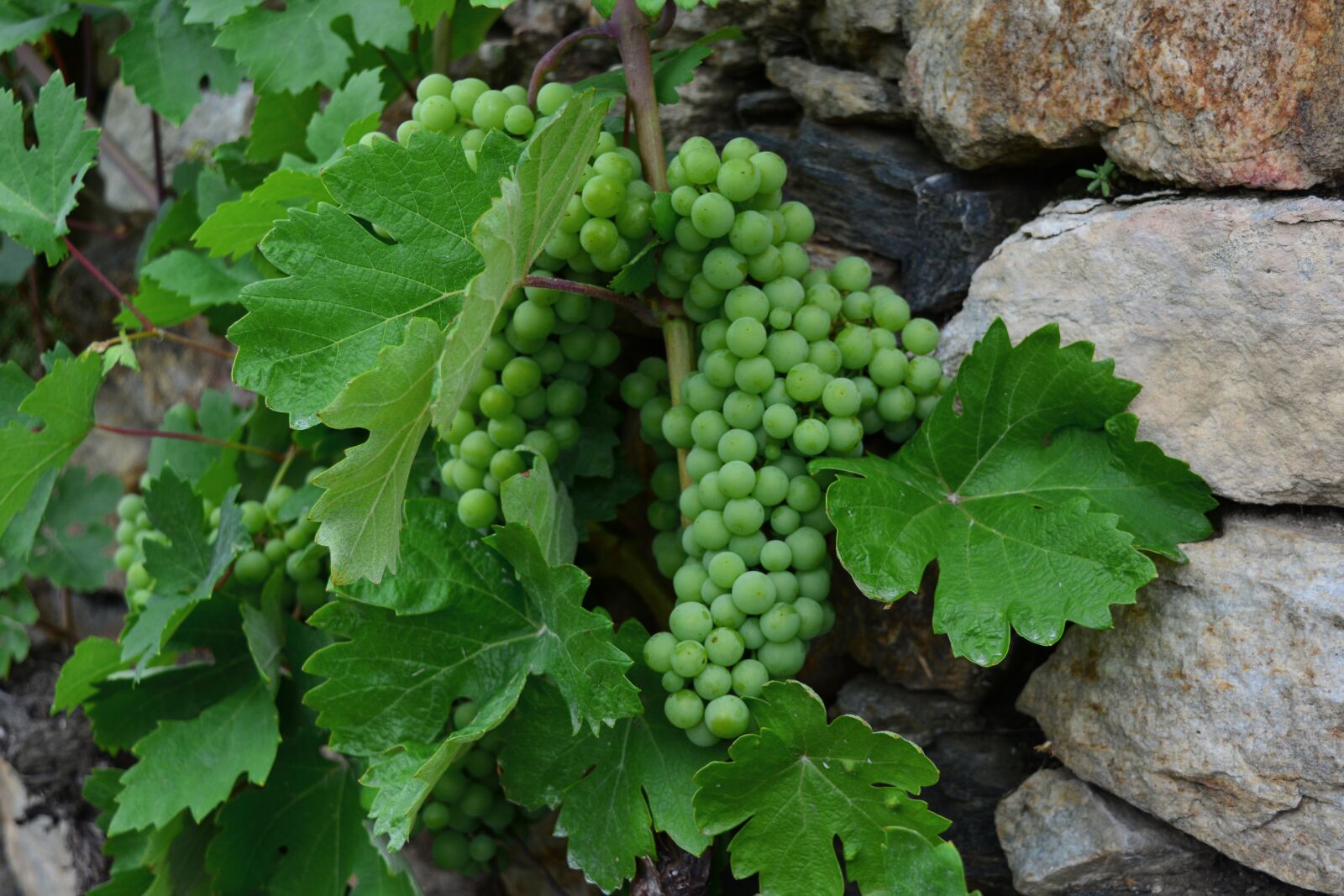 Nikon D5200 sample photo. Grapes, masonry, immature photography
