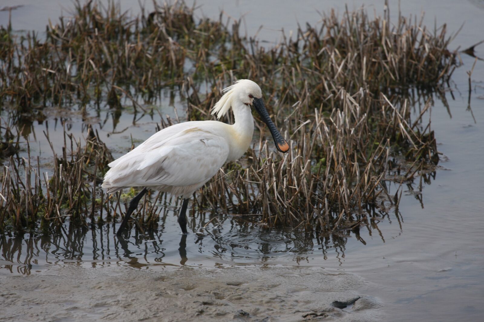 Canon EOS 40D sample photo. Bird, beak, feathers photography