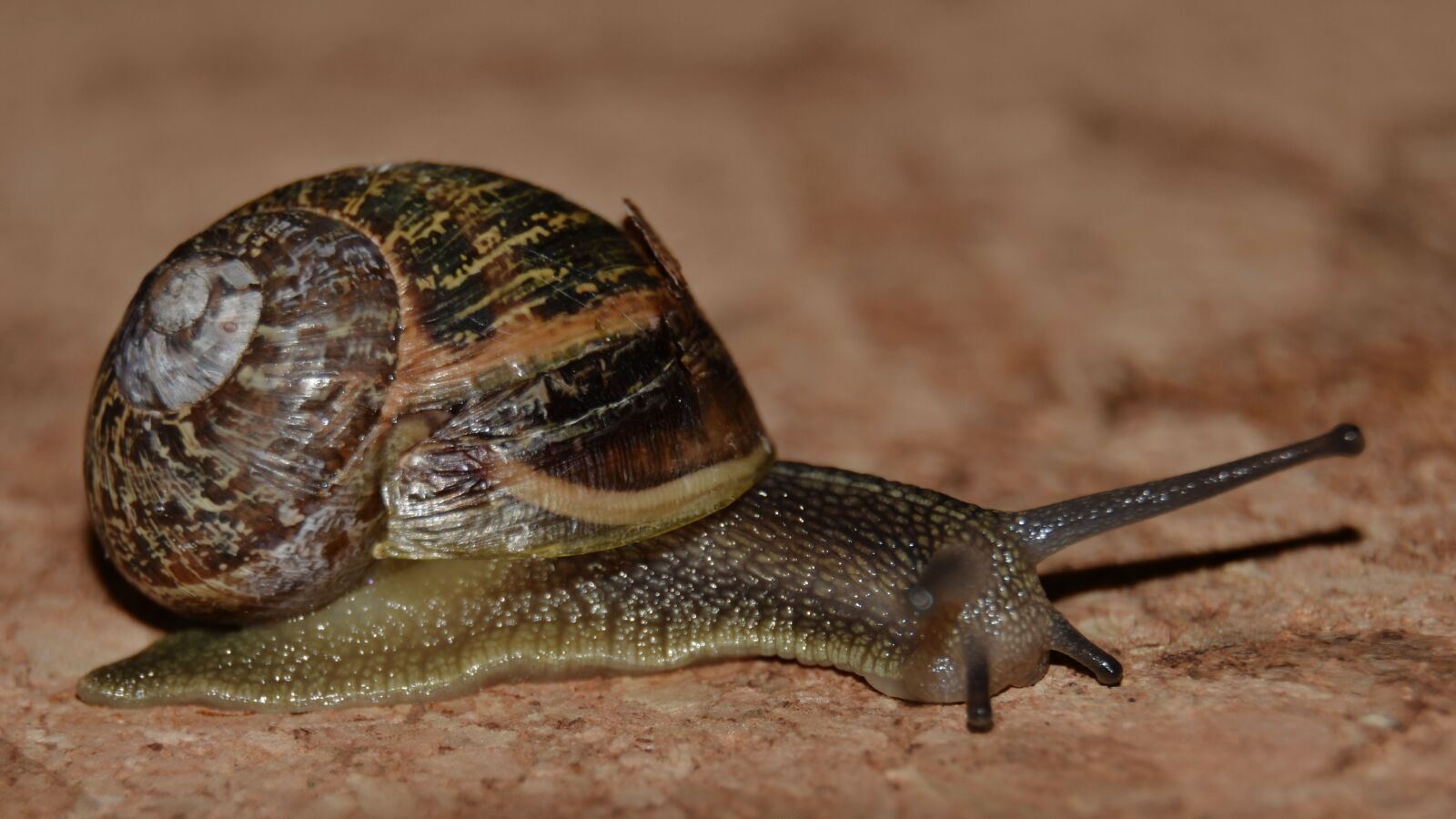 Nikon D3400 sample photo. Slow, animal kingdom, snail photography