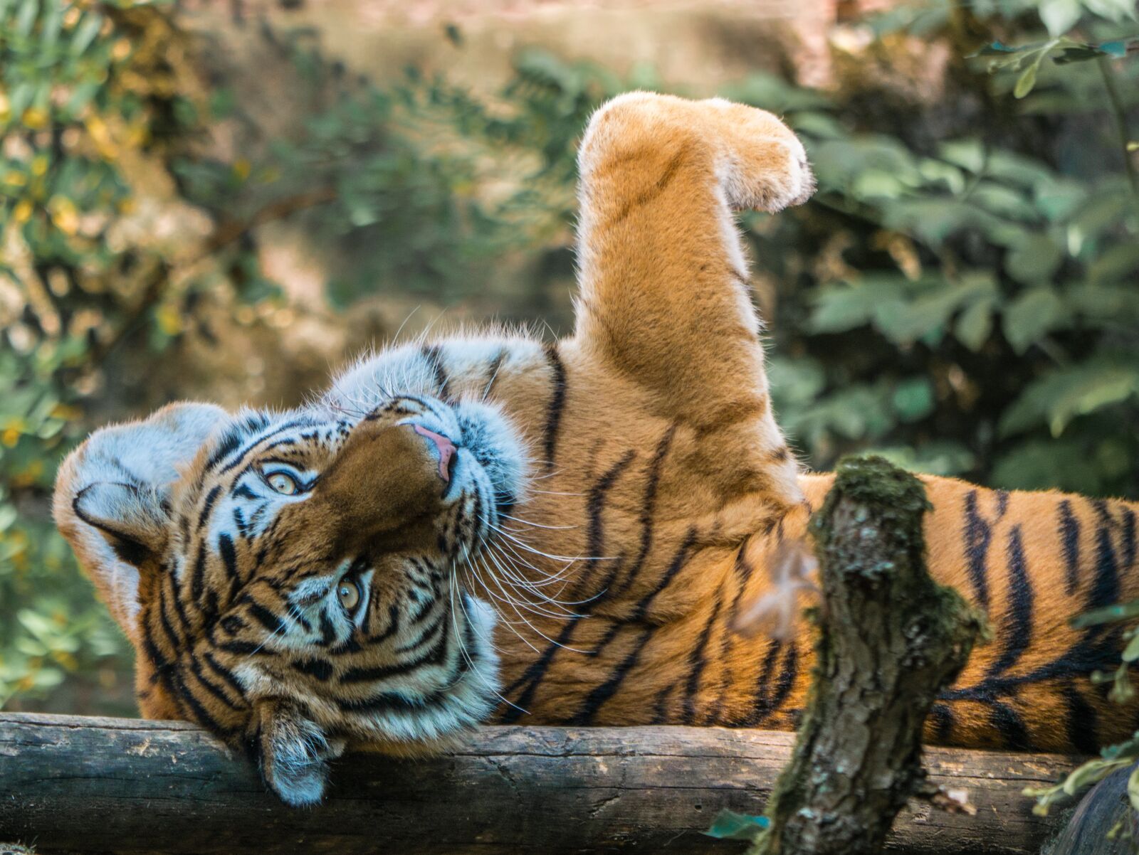 LUMIX G VARIO 100-300/F4.0-5.6II sample photo. Tiger, big cat, beautiful photography