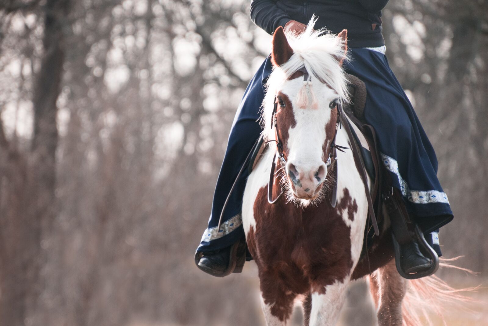 Nikon D3300 sample photo. Horse, pony, lewitzer photography