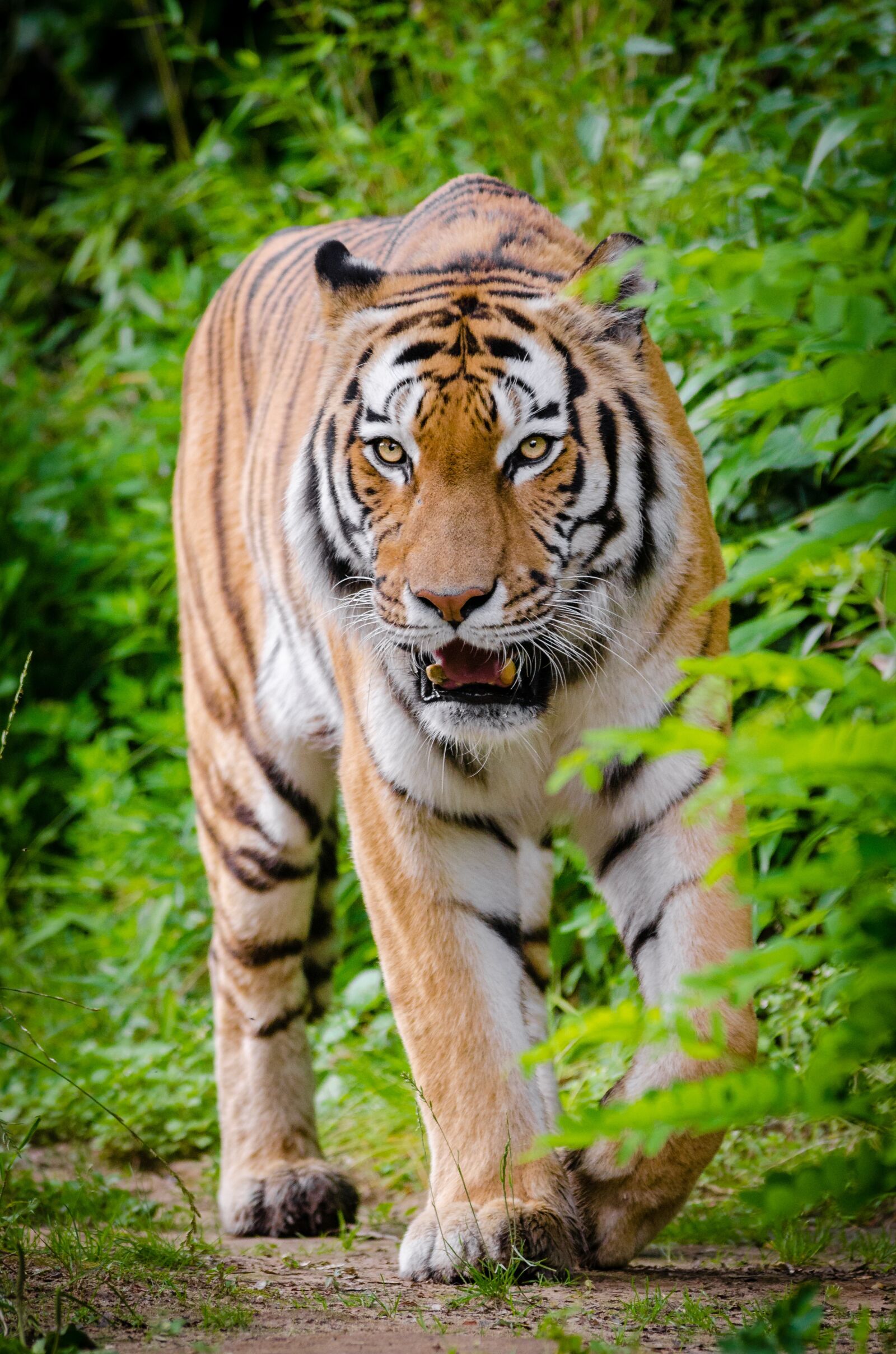 Nikon D7000 sample photo. Animal, big cat, carnivore photography