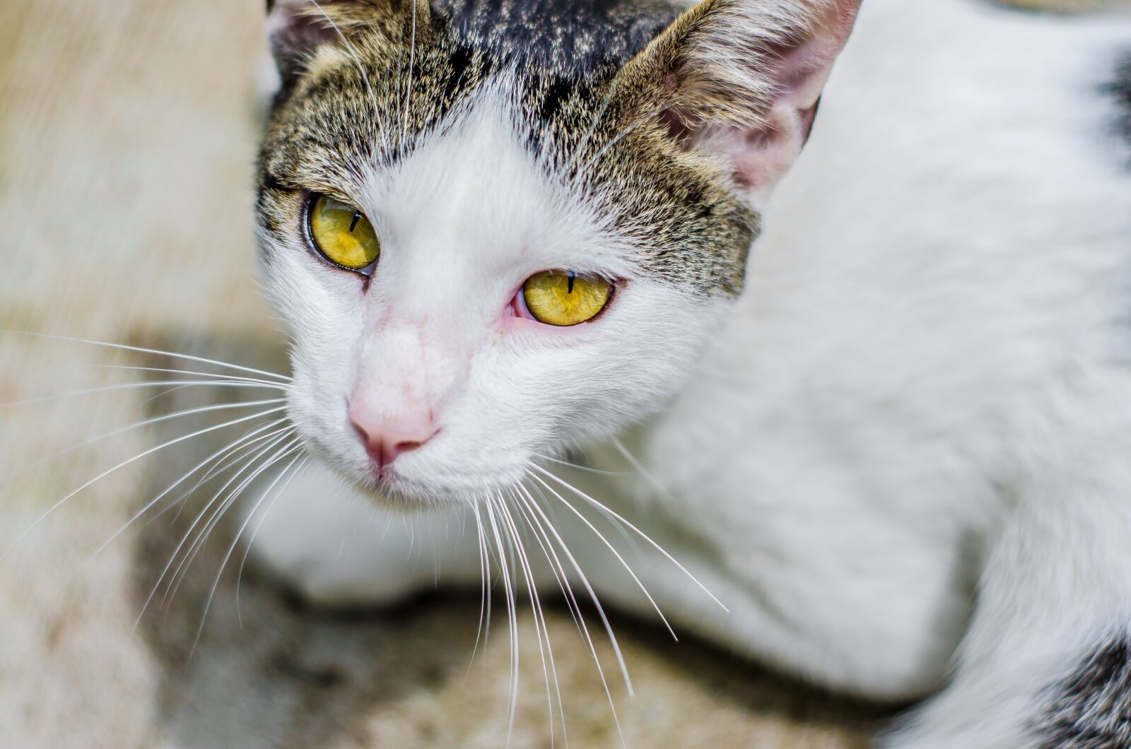 Nikon D5100 sample photo. Eyes, cat, animal photography