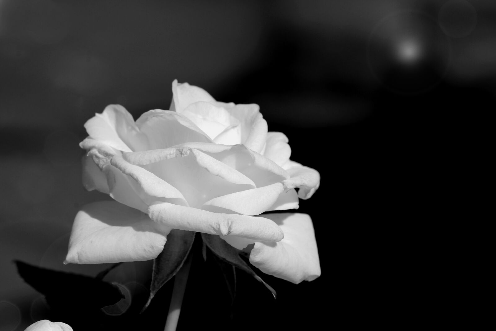 Canon EOS 1200D (EOS Rebel T5 / EOS Kiss X70 / EOS Hi) sample photo. Flower, rose, white photography