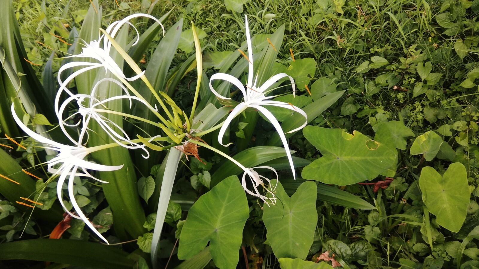 Xiaomi Redmi Note 4 sample photo. White, flower, raha photography