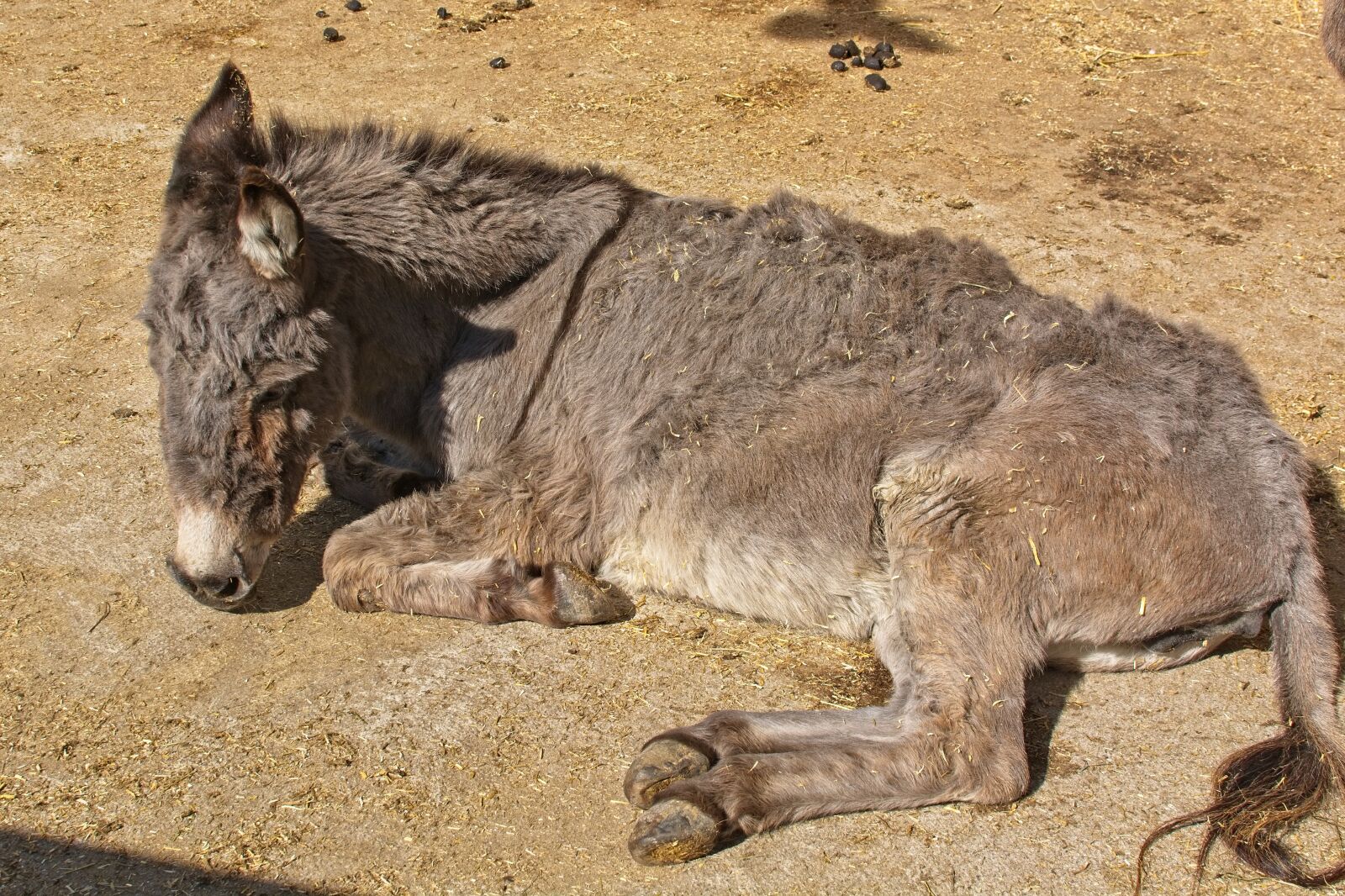 Nikon D7100 + Nikon AF-S DX Nikkor 35mm F1.8G sample photo. Donkey, head, ears photography