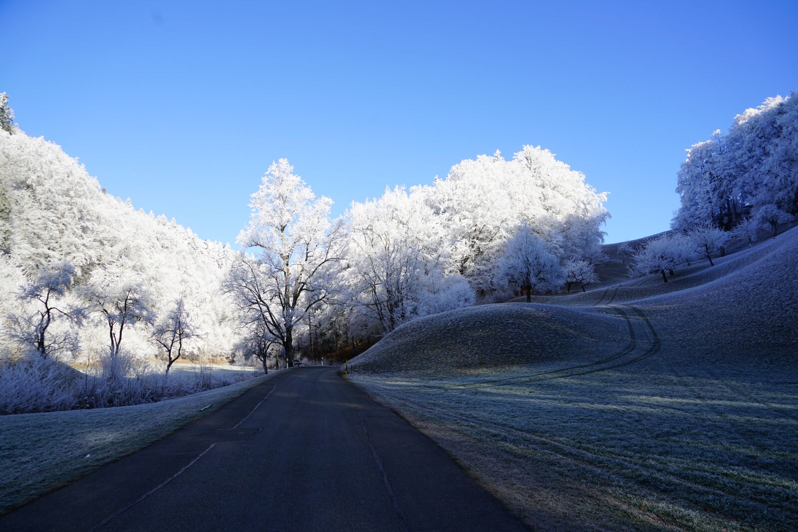 Sony a7R II + Sony FE 24-240mm F3.5-6.3 OSS sample photo. Trees, road, wintry photography