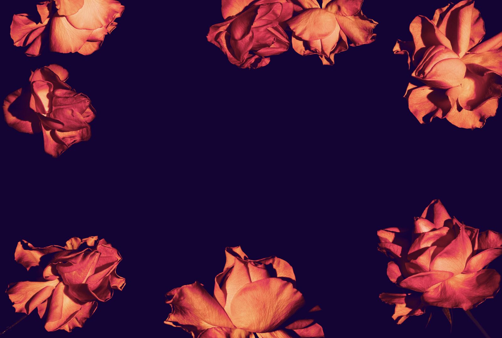 Canon EOS 5D Mark II sample photo. Floral, rose, roses photography