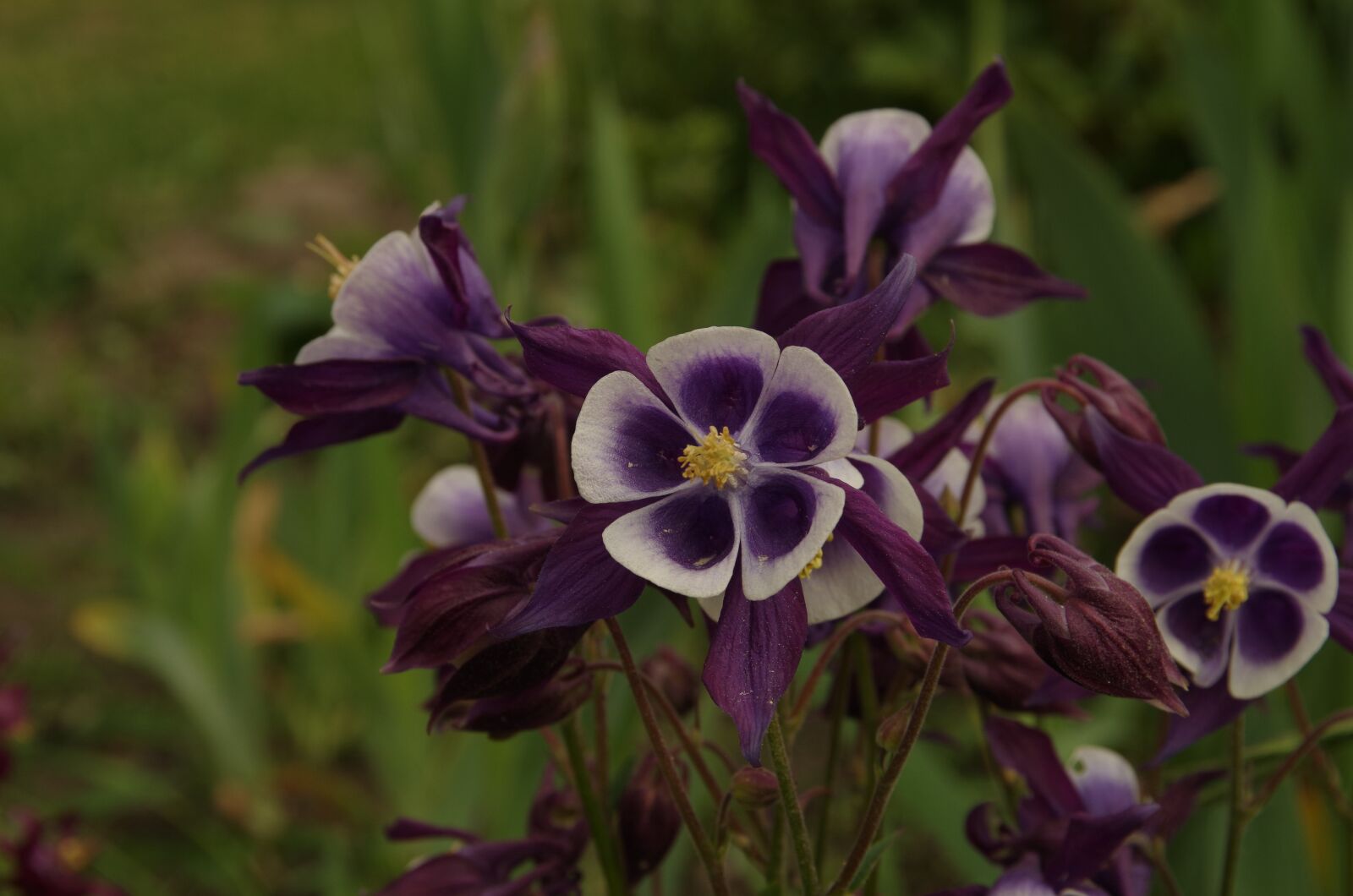 Pentax K-50 sample photo. Purple flowers, flower photography