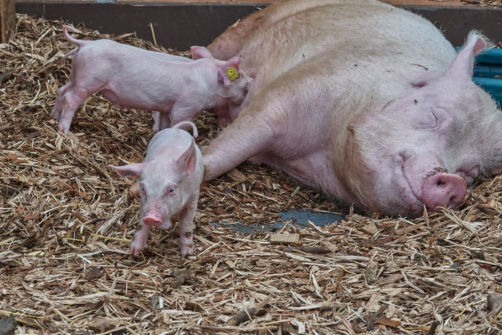 Sony FE 90mm F2.8 Macro G OSS sample photo. Pig, launchy, suckle photography