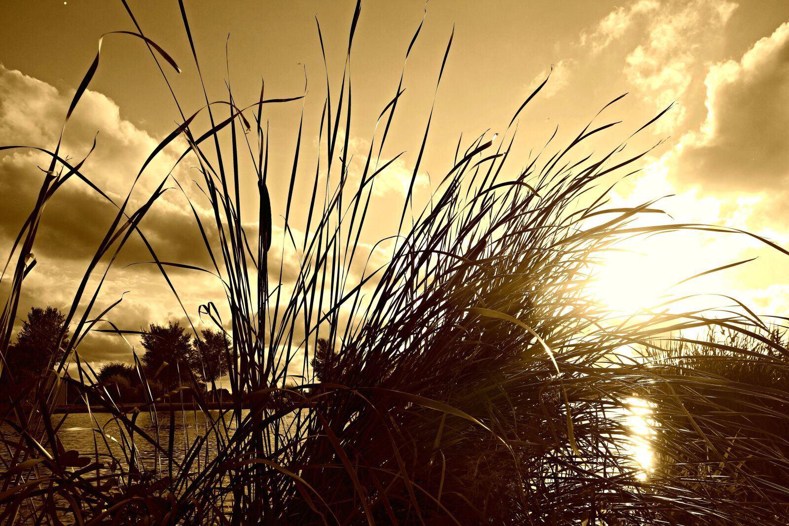 Sony Cyber-shot DSC-RX100 sample photo. Reed, rush, water plant photography
