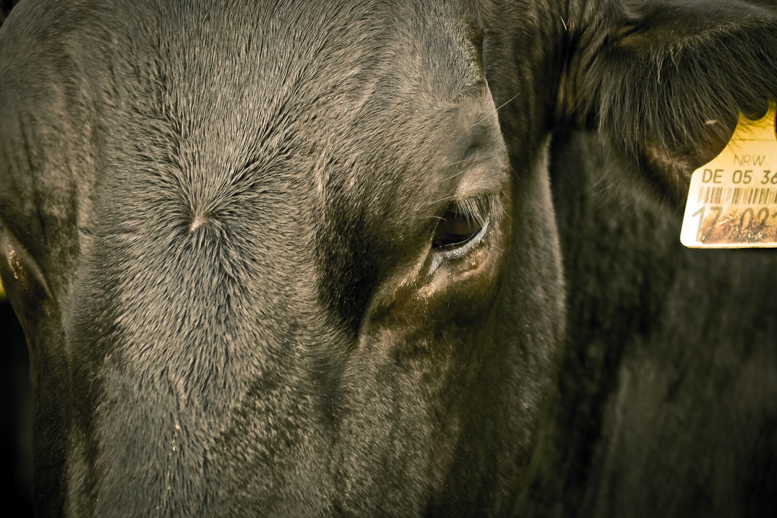 Olympus OM-D E-M10 sample photo. Cow, animal, agriculture photography