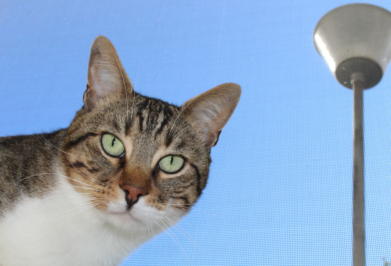 Canon EOS 1300D (EOS Rebel T6 / EOS Kiss X80) sample photo. Cat, pat, portrait photography