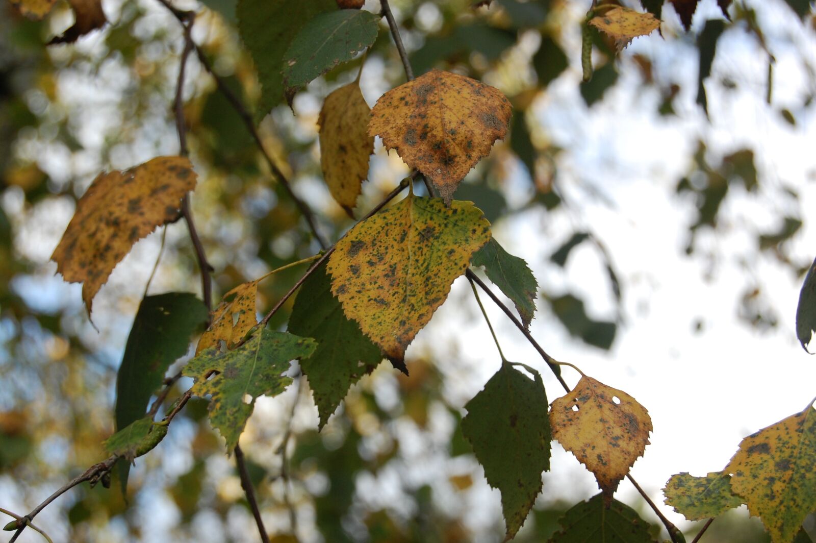 Nikon D40 sample photo. Leaf, autumn, leaves photography