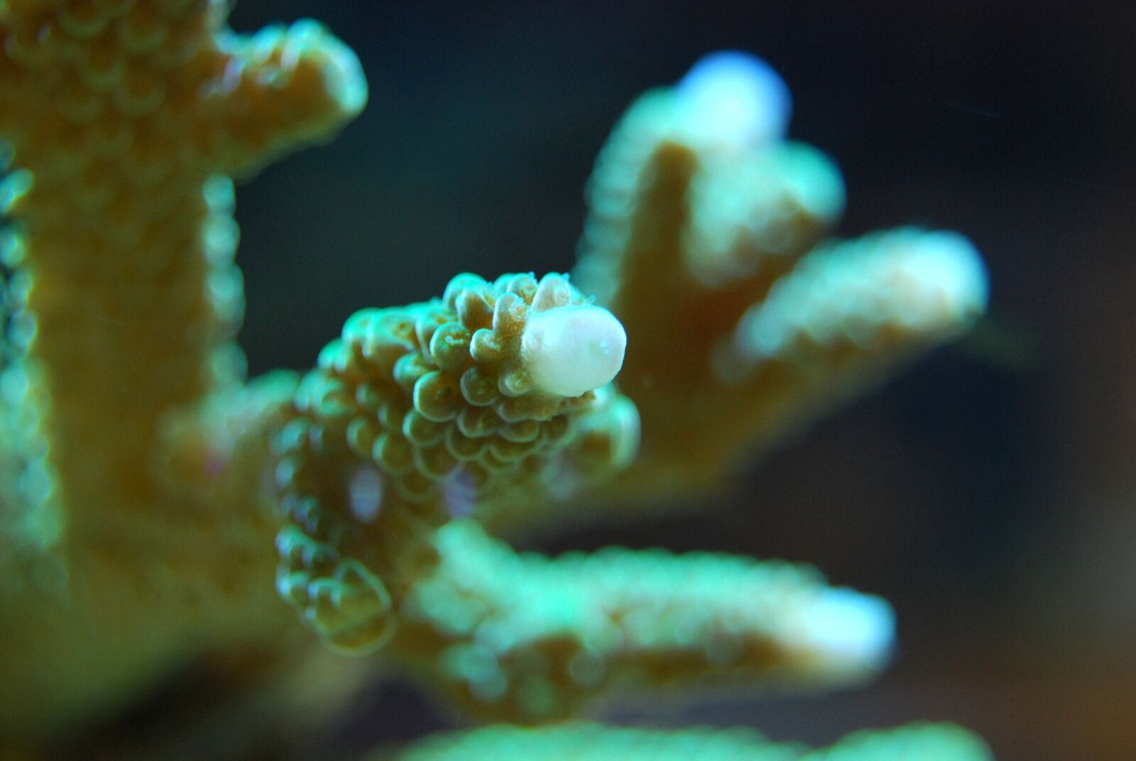 Nikon D40X sample photo. Coral, reef, sea photography