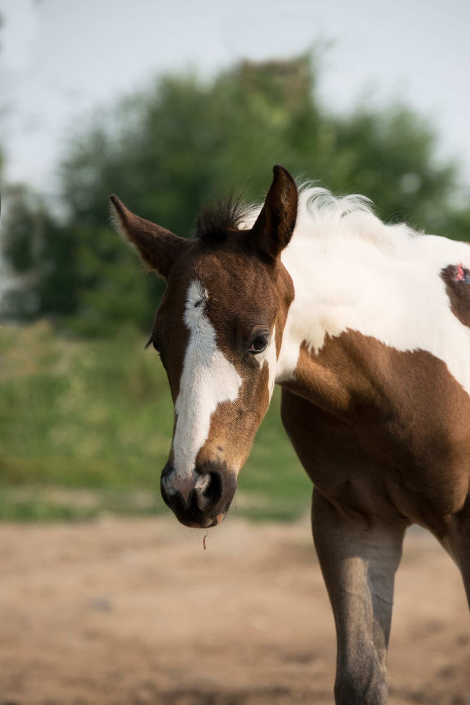 Nikon D3300 sample photo. Foal, patched, small photography