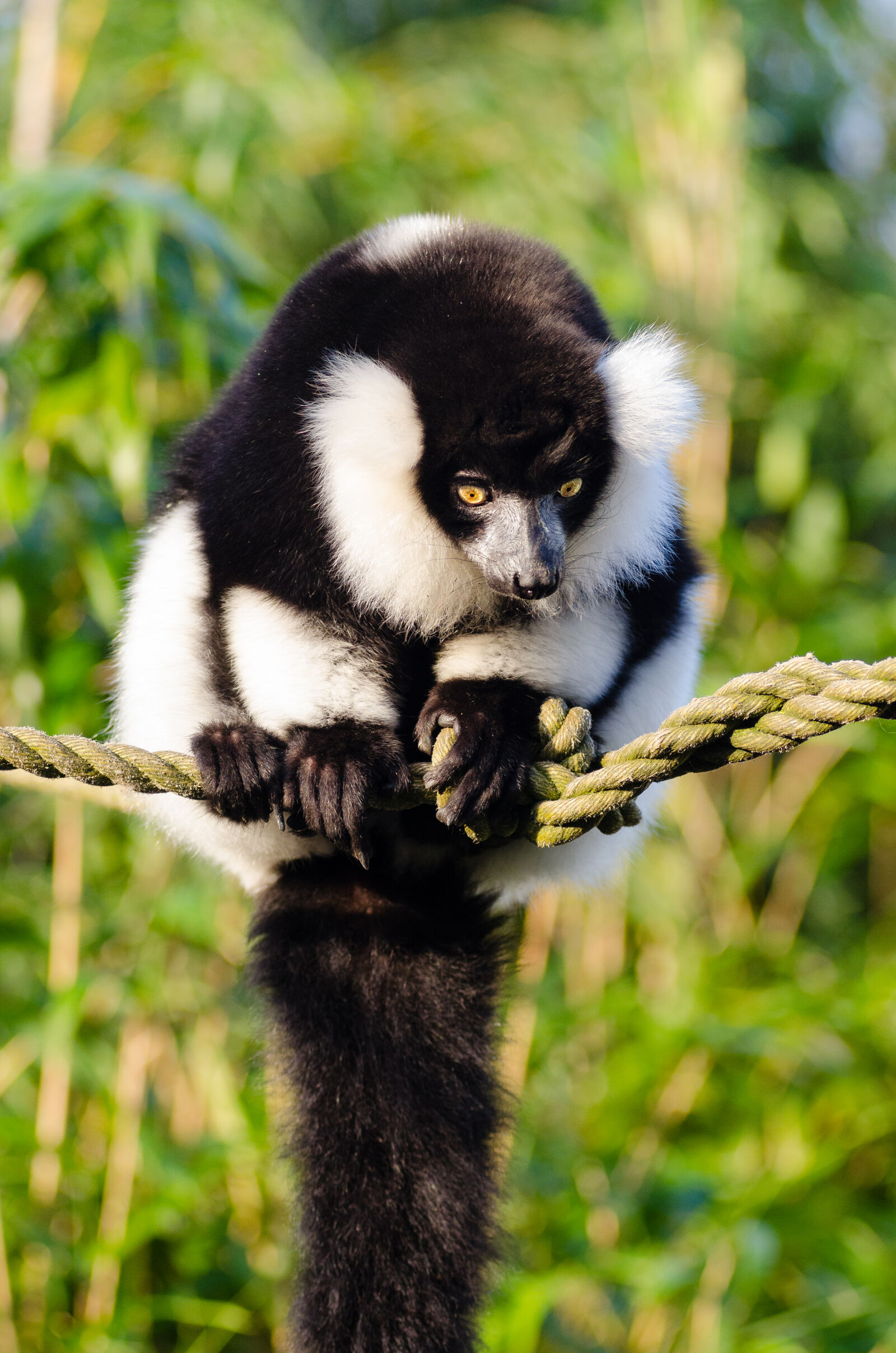 AF Zoom-Nikkor 80-200mm f/2.8 ED sample photo. White, and, black, animal photography