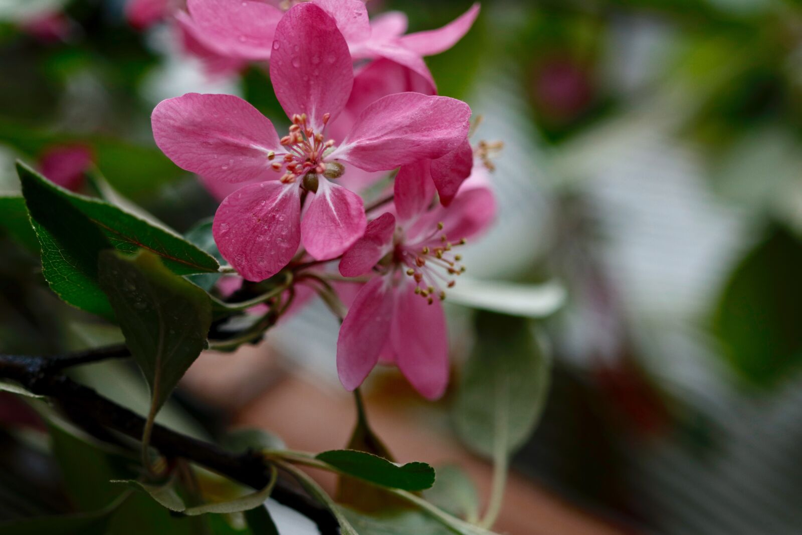 Canon EOS 80D + Canon EF 100mm F2.8 Macro USM sample photo. Apple blossoms, paradise apple photography