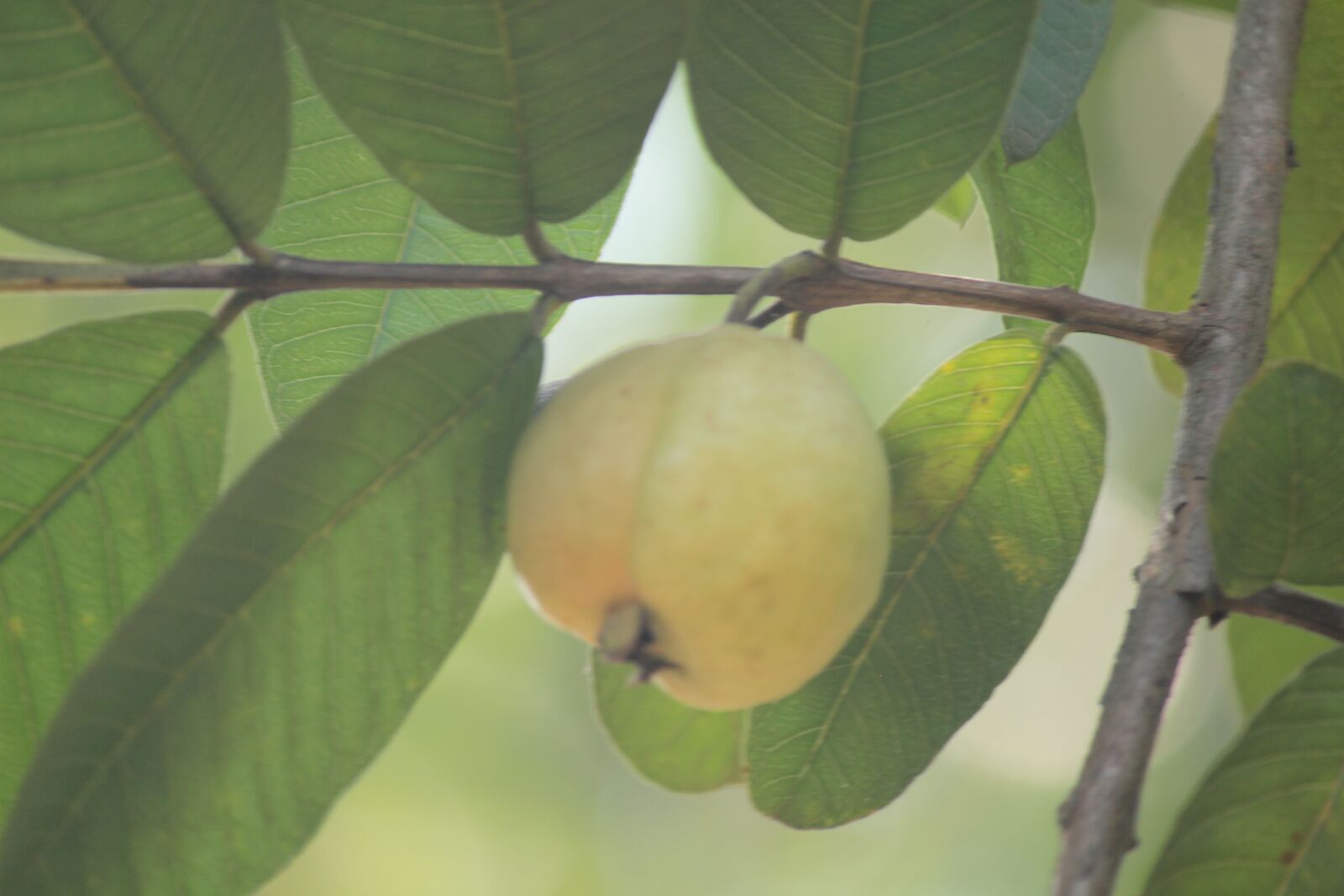 Canon EOS 550D (EOS Rebel T2i / EOS Kiss X4) sample photo. Guava, kerala, garden photography