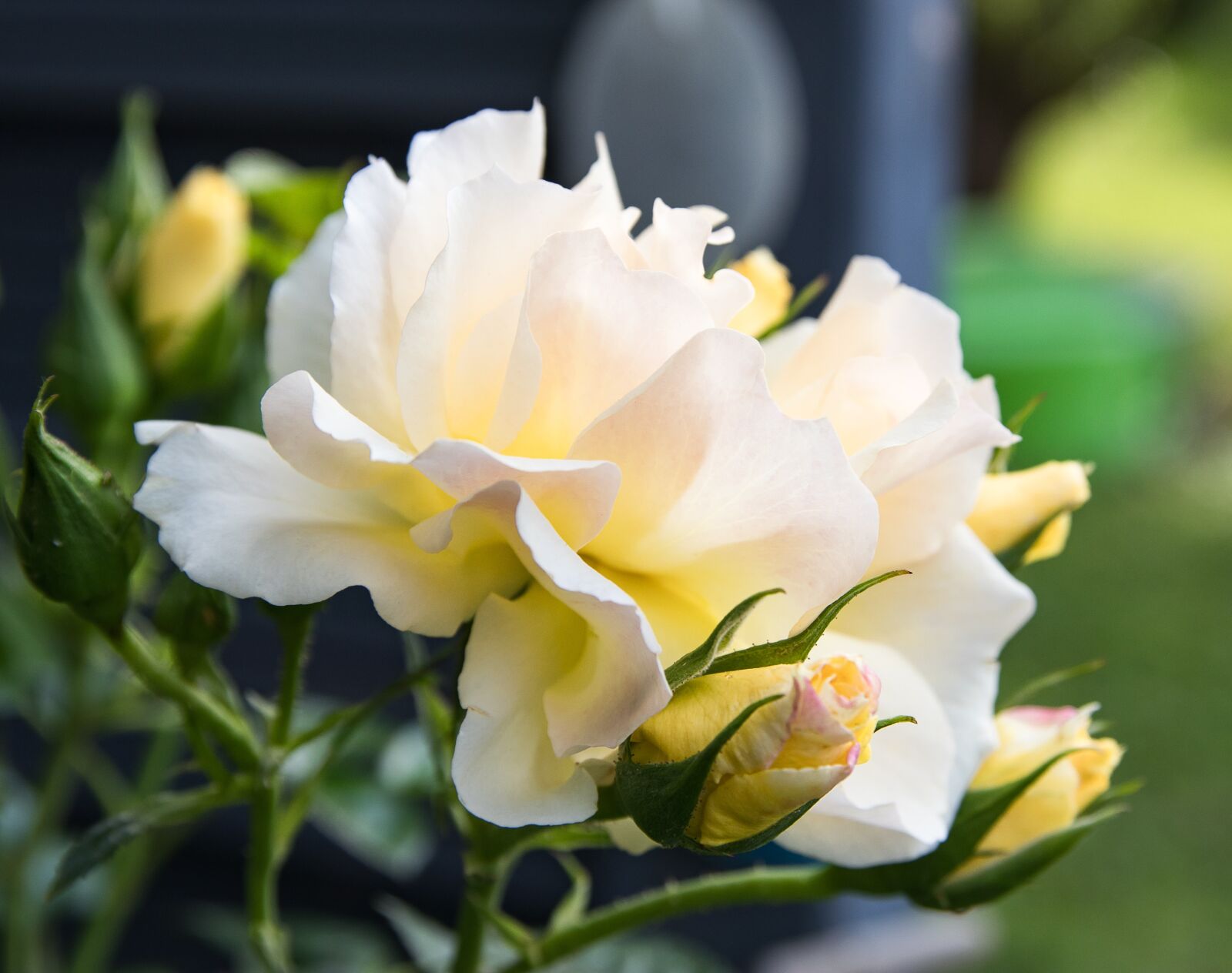 Canon EOS 80D sample photo. Rose, plant, flower photography