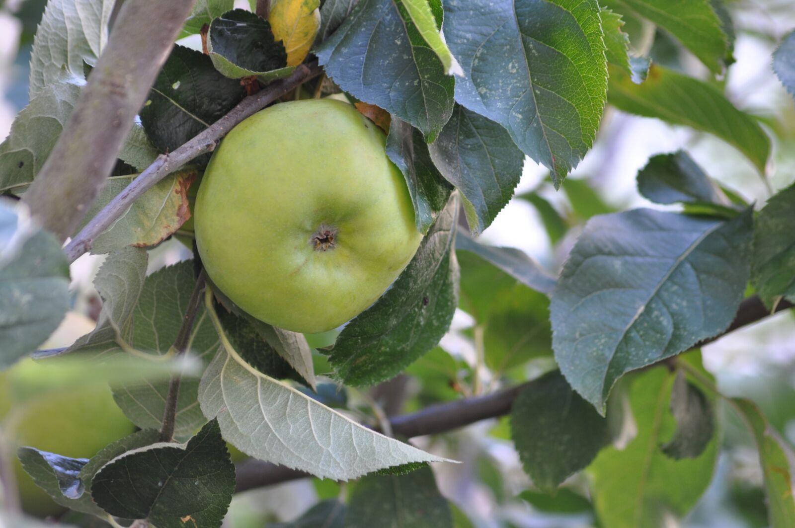 Nikon D90 sample photo. Nature, fruit, apple photography