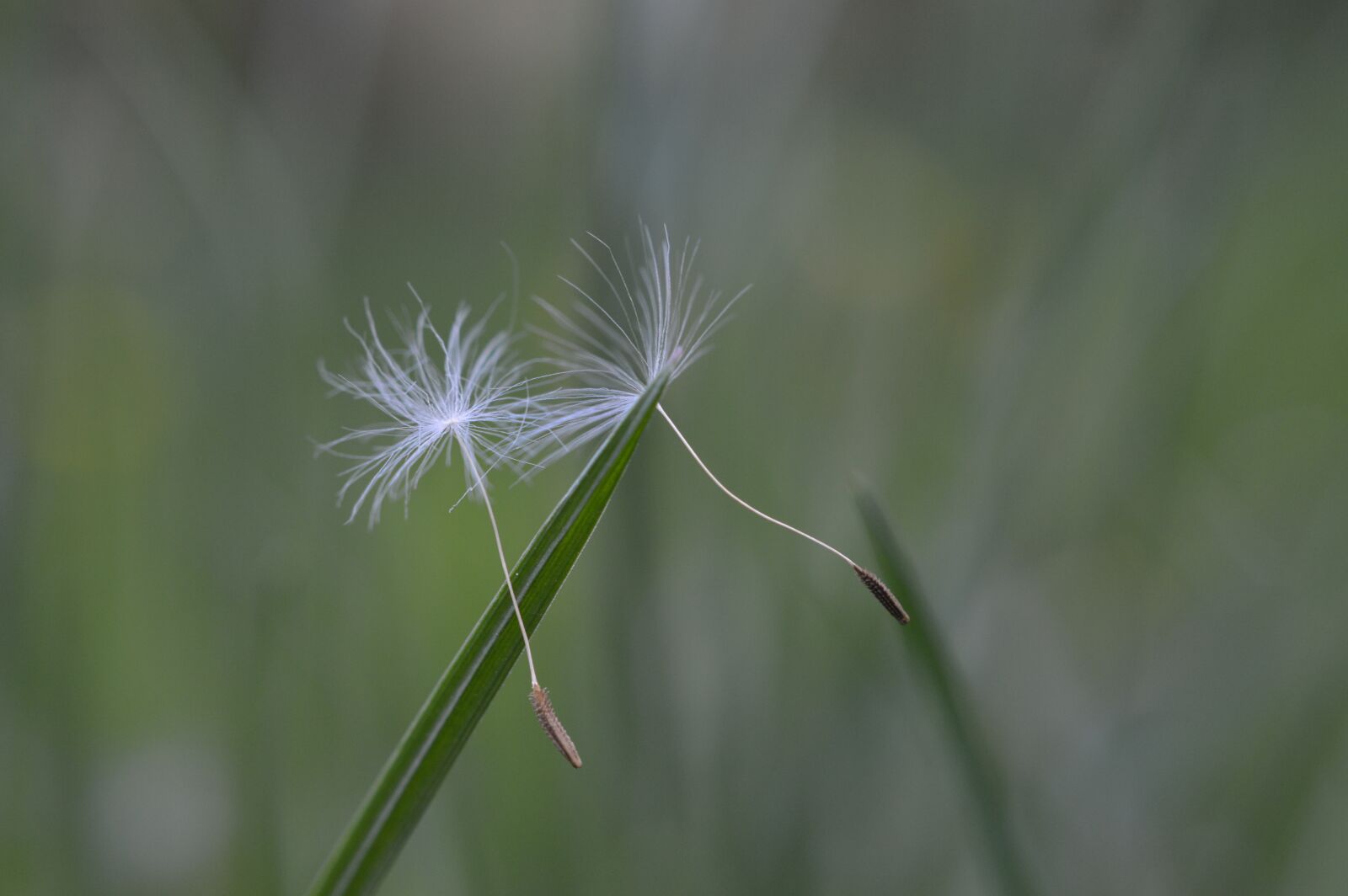 Nikon D3200 sample photo. Dandelions, spring, nature photography