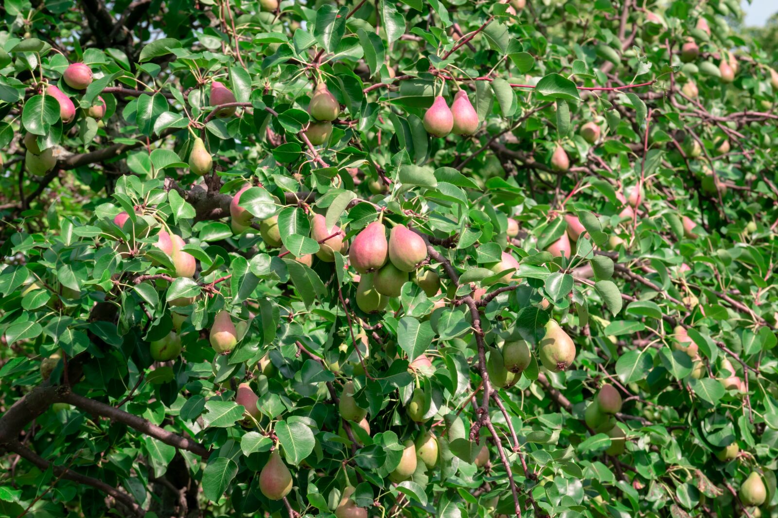 Nikon D3300 sample photo. Tree, pear, fruit photography
